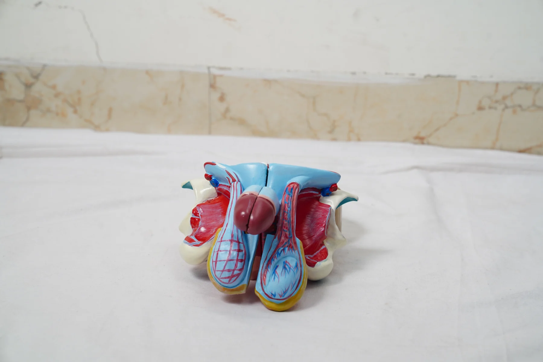 Male Genital Organs Model Dissectable thumbnail 2