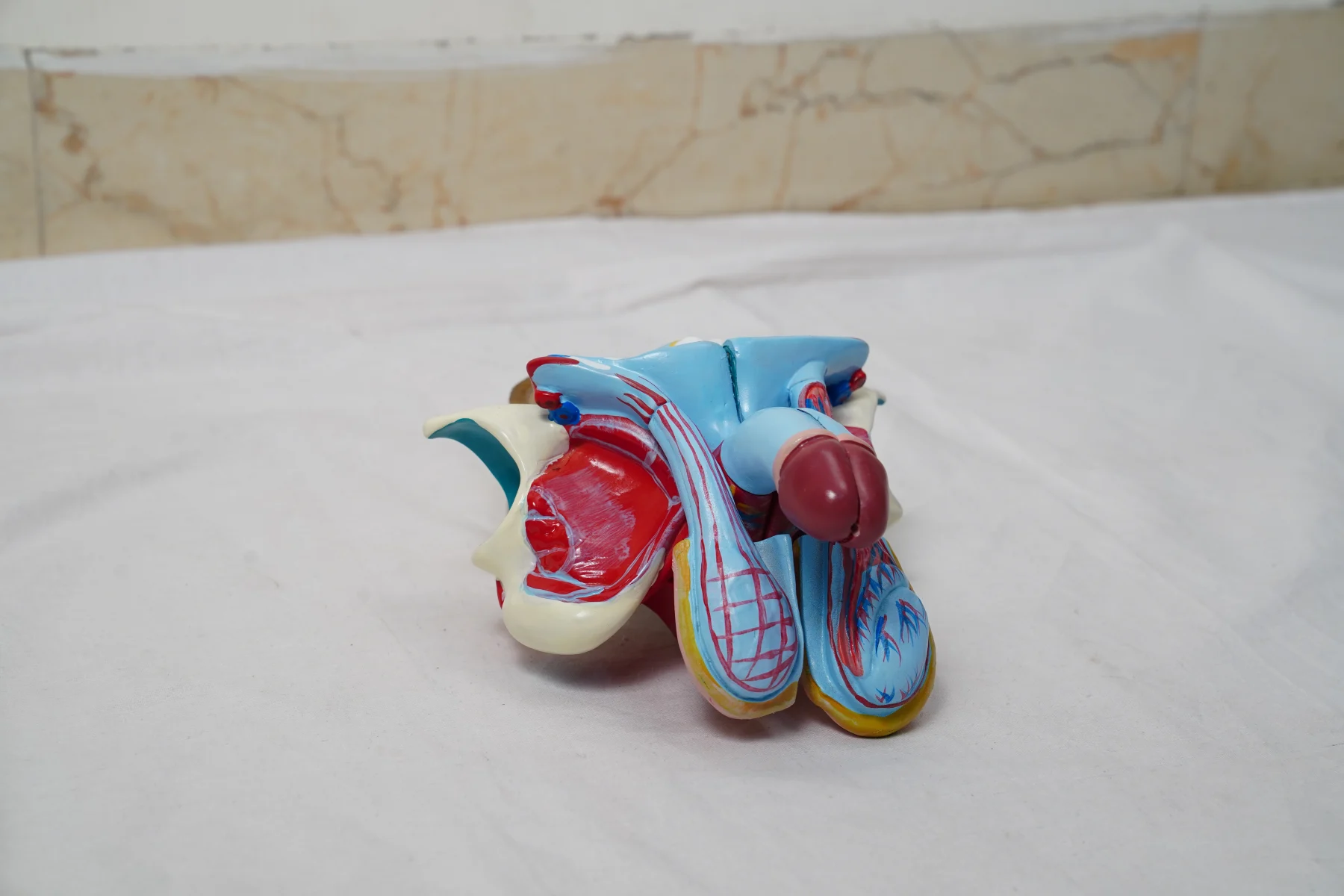 Male Genital Organs Model Dissectable thumbnail 3