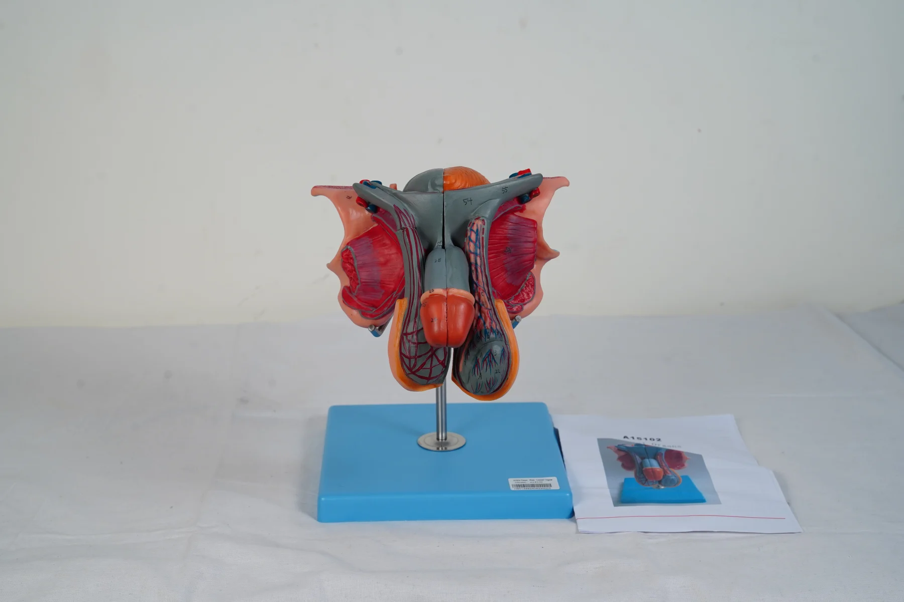 Male Genital Organs thumbnail 3
