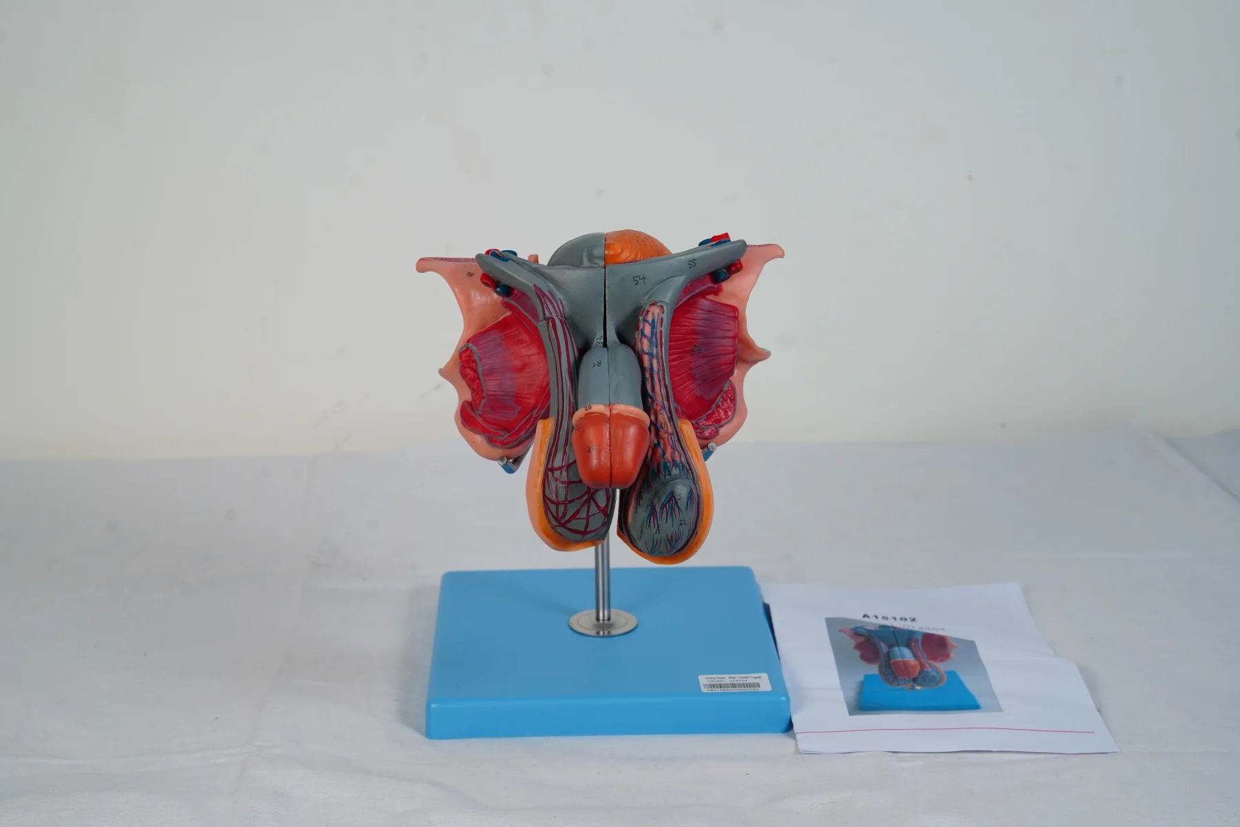 Male Genital Organs