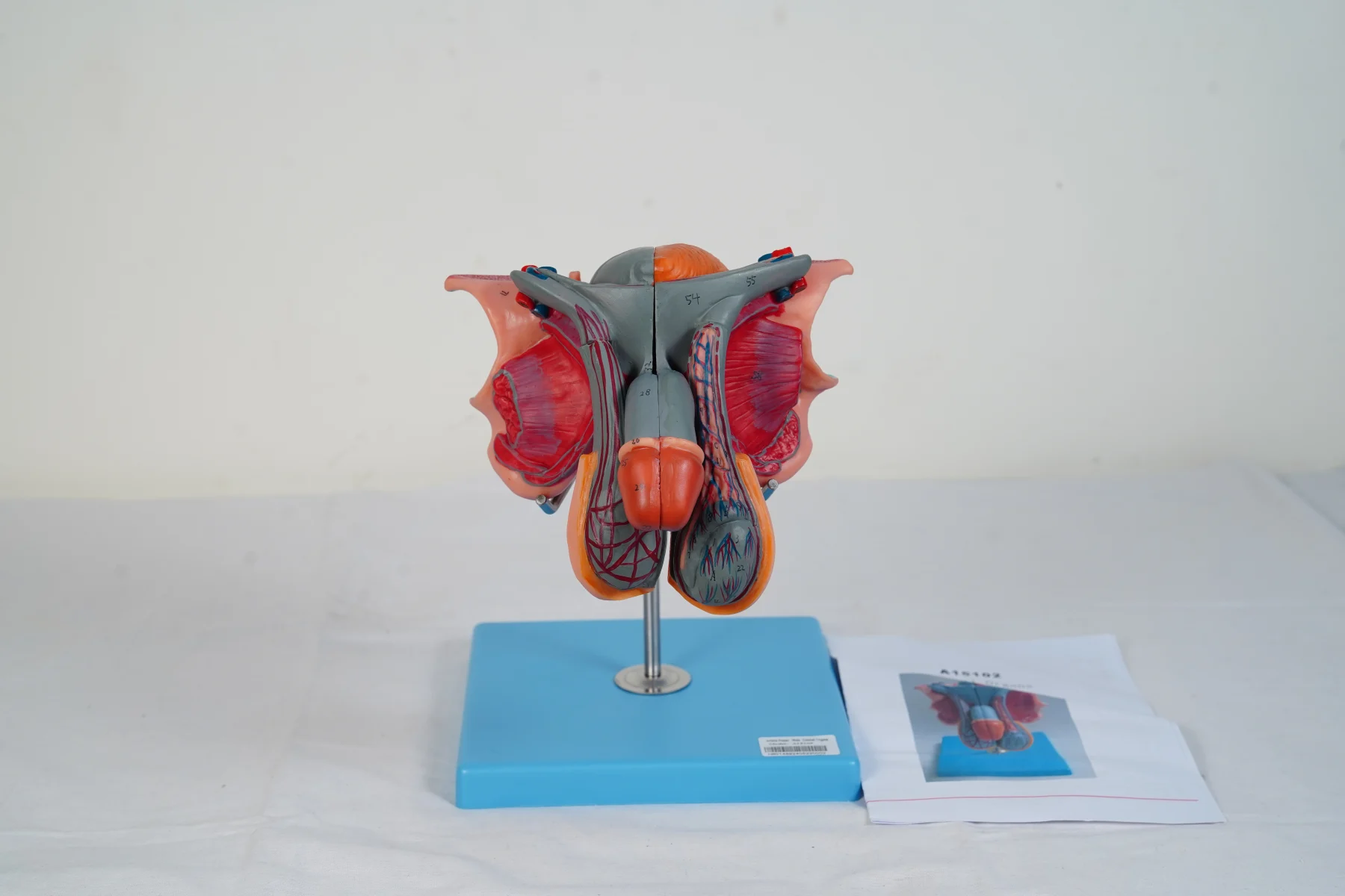 Male Genital Organs thumbnail 2