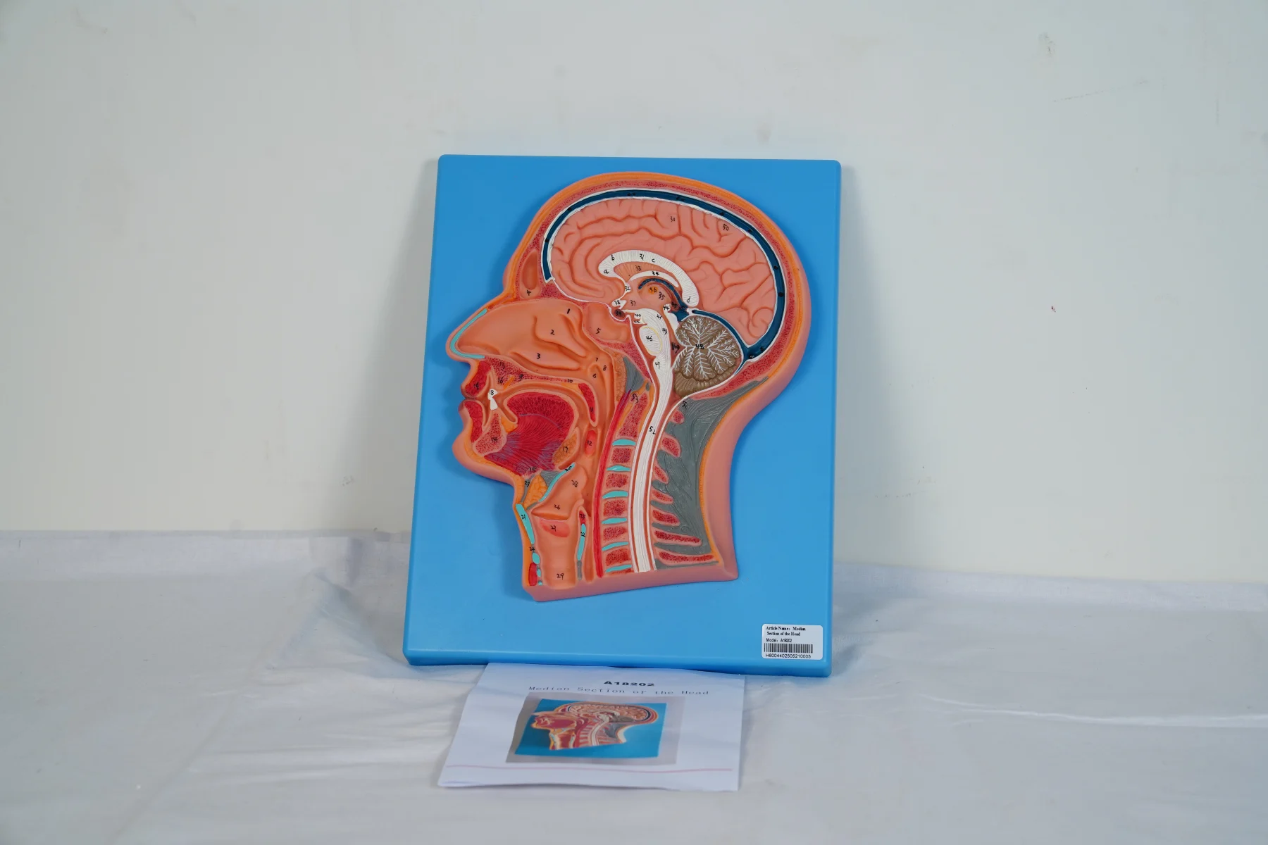 Median Section of The Head thumbnail 5