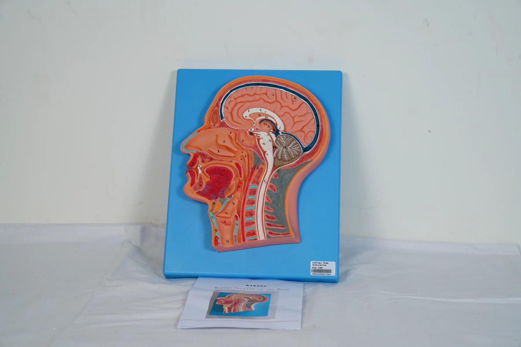 Median Section of The Head thumbnail 6