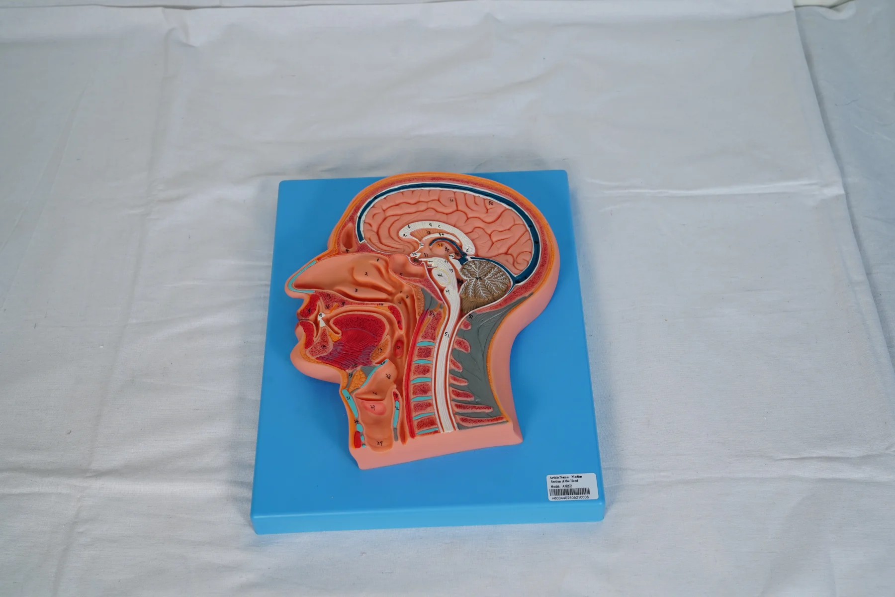 Median Section of The Head thumbnail 7