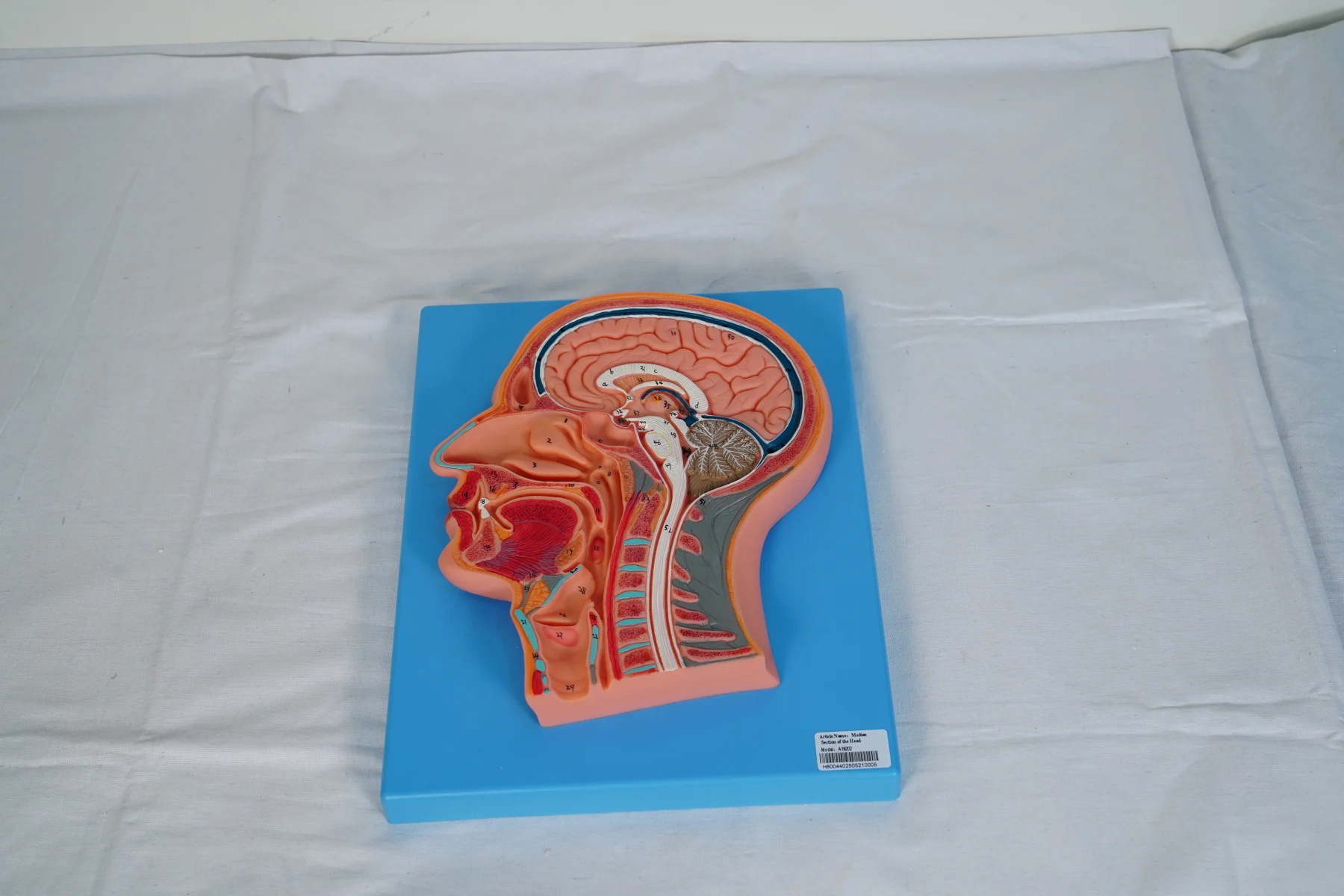 Median Section of The Head thumbnail 3