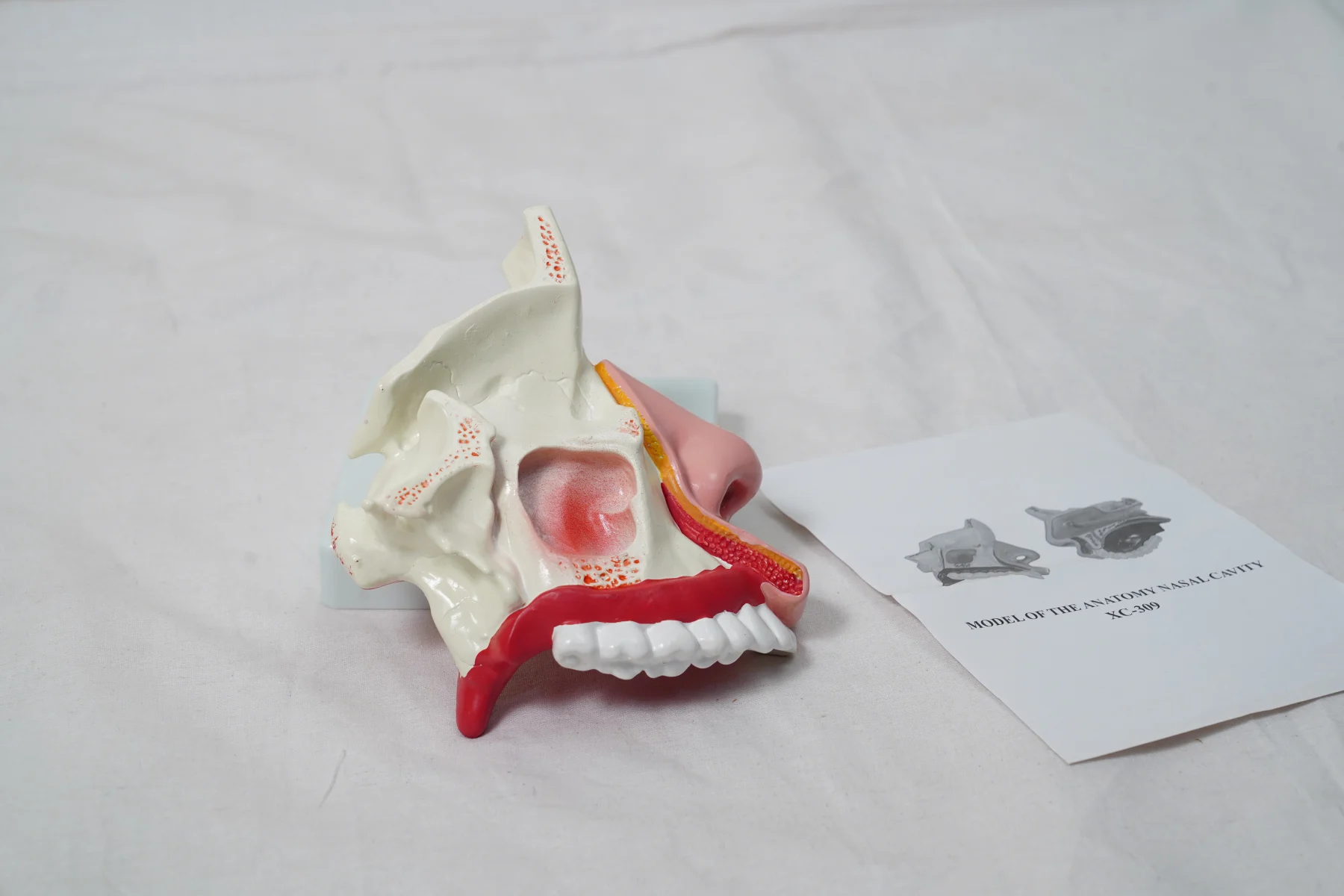 Model of The Anatomy Nasal Cavity thumbnail 4