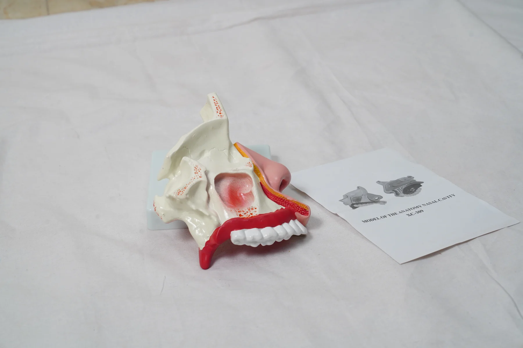 Model of The Anatomy Nasal Cavity