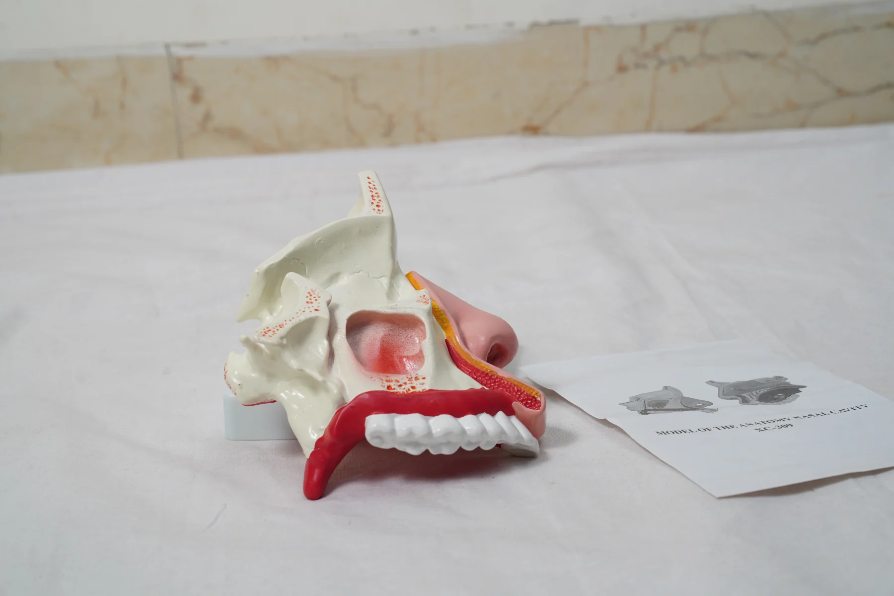 Model of The Anatomy Nasal Cavity thumbnail 2