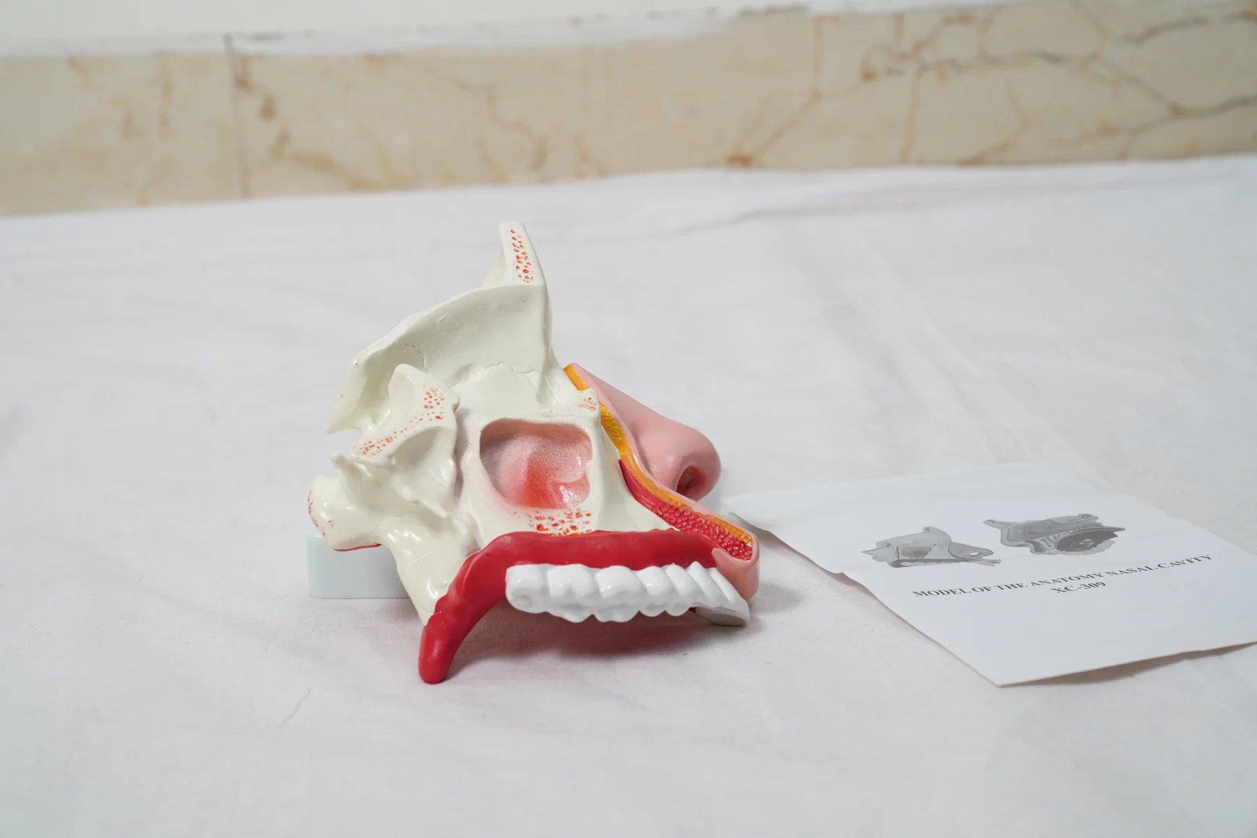 Model of The Anatomy Nasal Cavity thumbnail 3