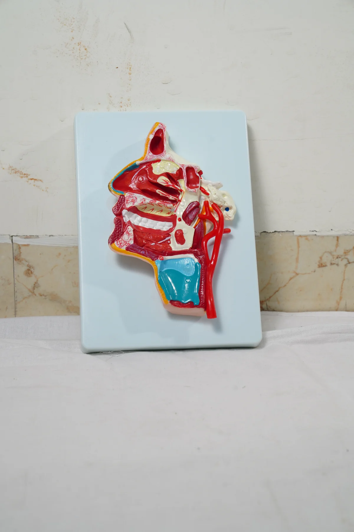 Model of The Head thumbnail 3