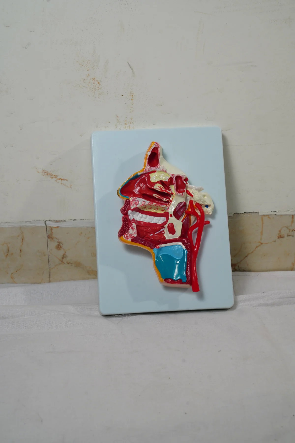 Model of The Head thumbnail 2
