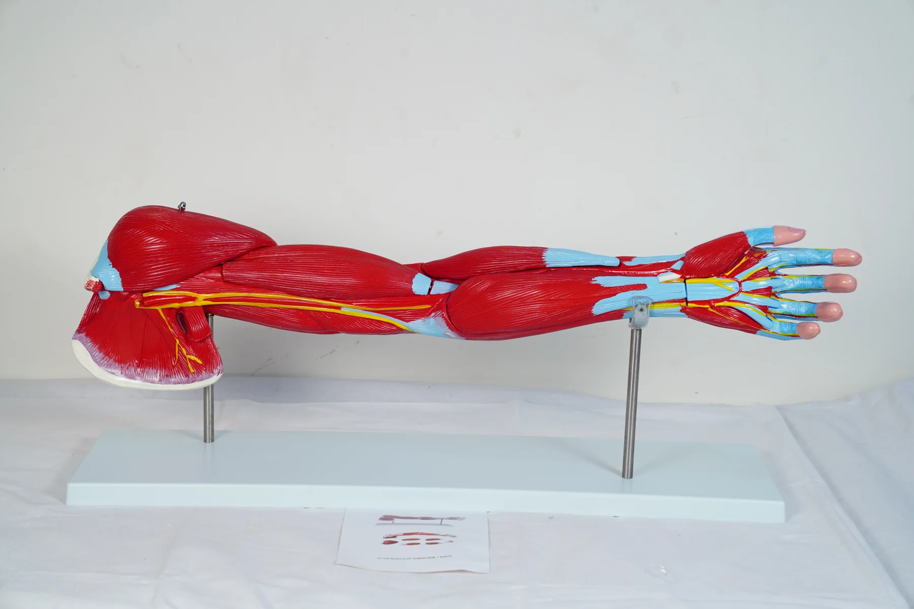 Muscle of Human Arm 7 Parts thumbnail 6