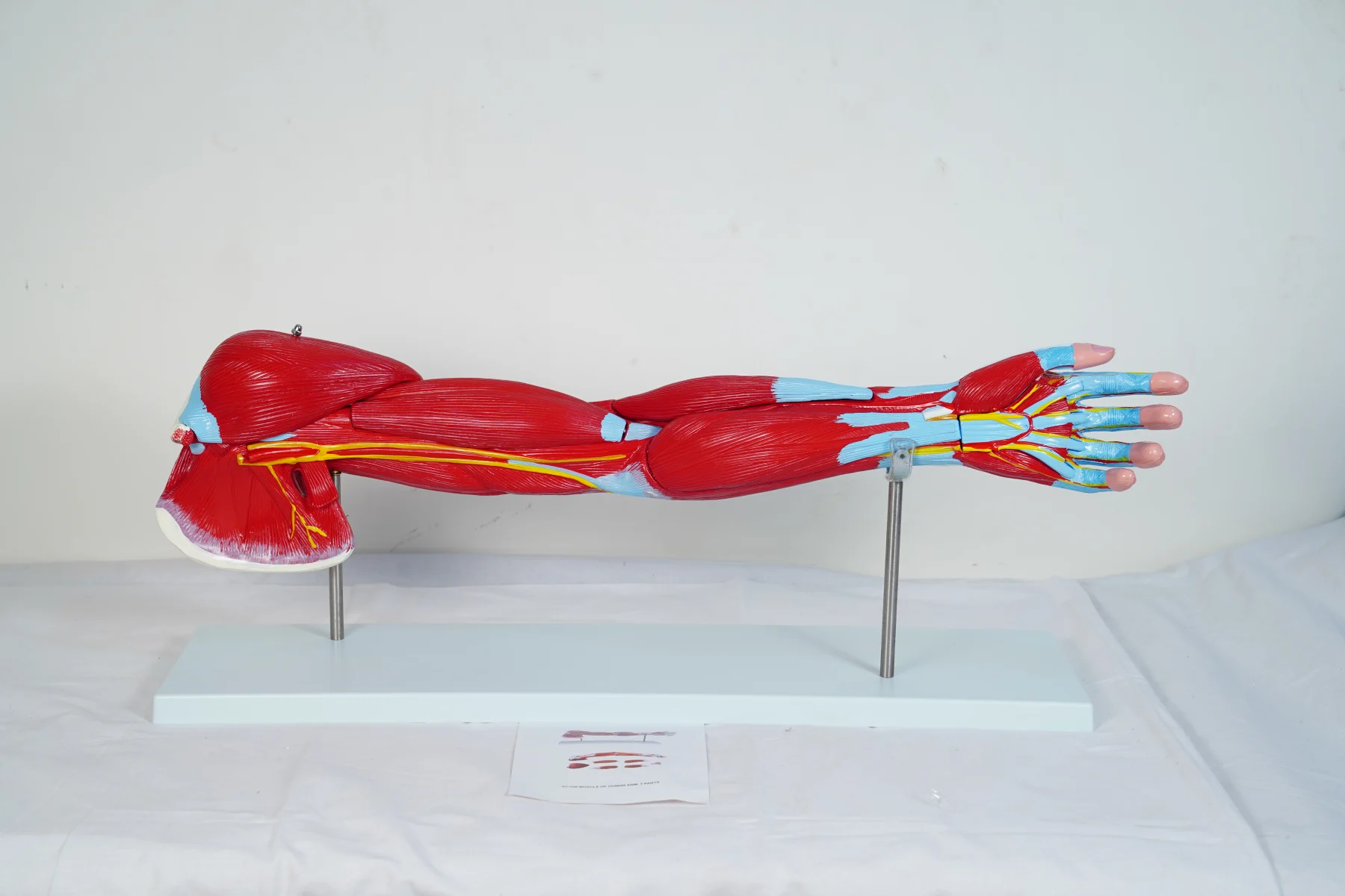 Muscle of Human Arm 7 Parts