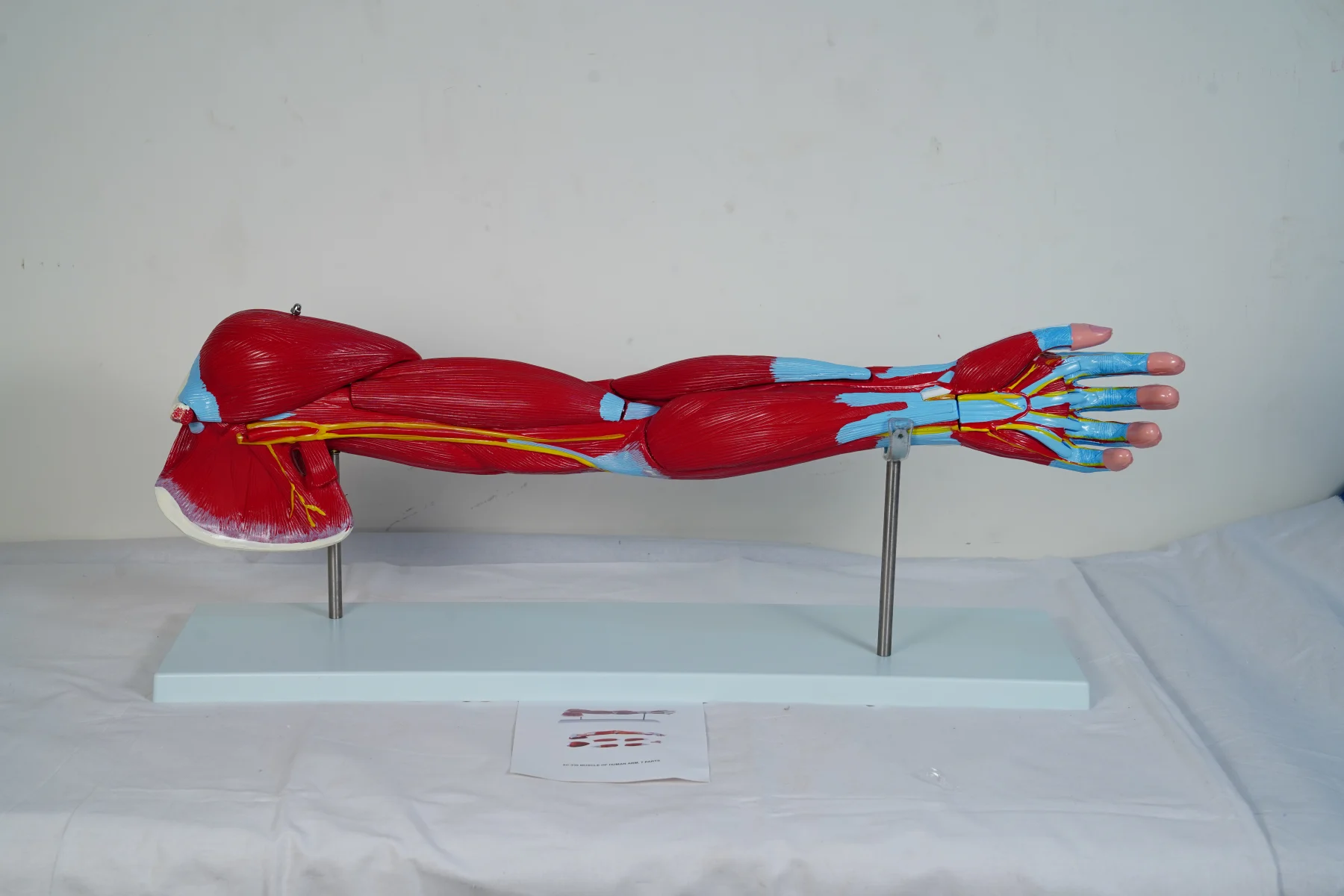 Muscle of Human Arm 7 Parts thumbnail 2