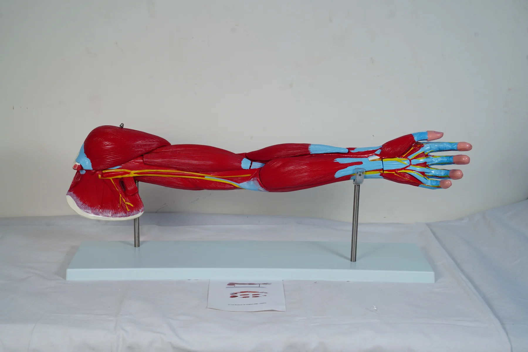 Muscle of Human Arm 7 Parts thumbnail 3