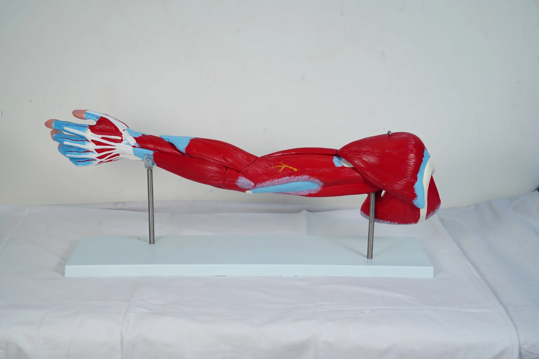 Muscle of Human Arm 7 Parts thumbnail 4