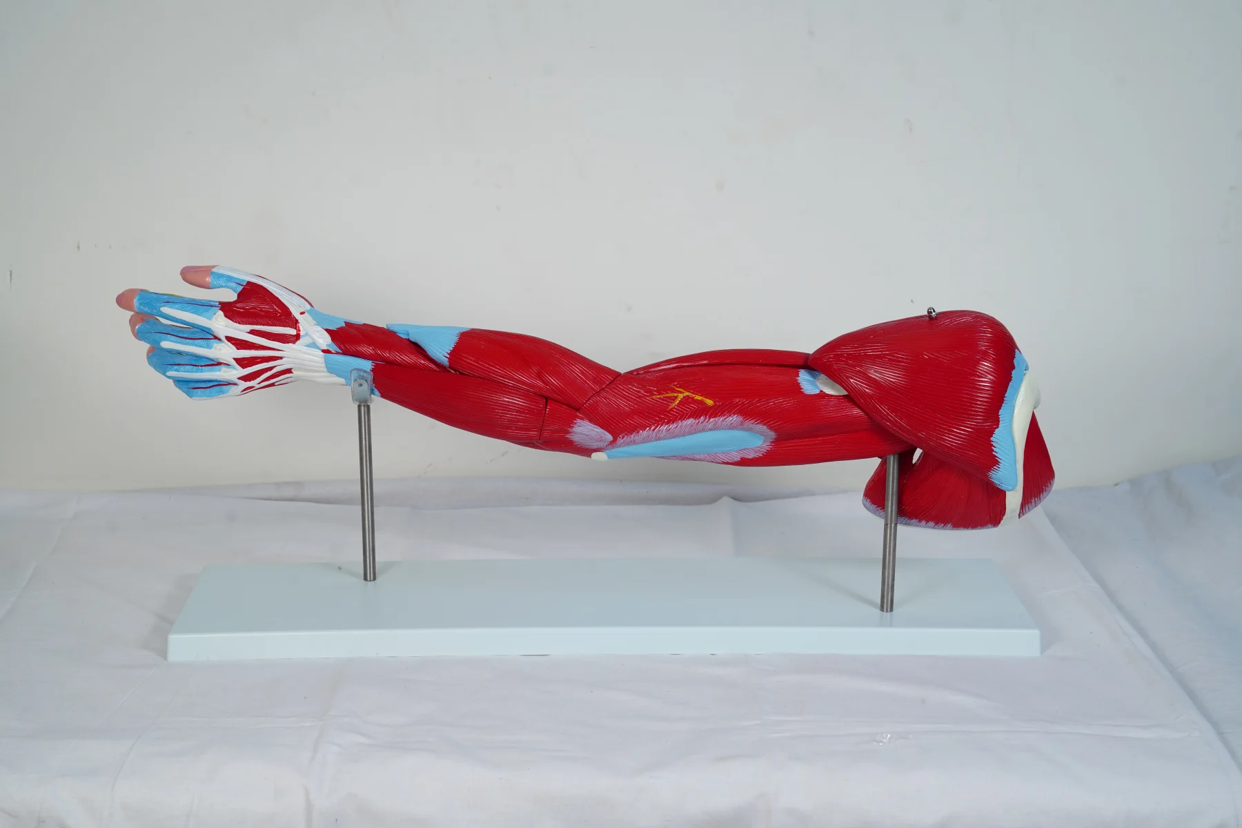 Muscle of Human Arm 7 Parts thumbnail 5