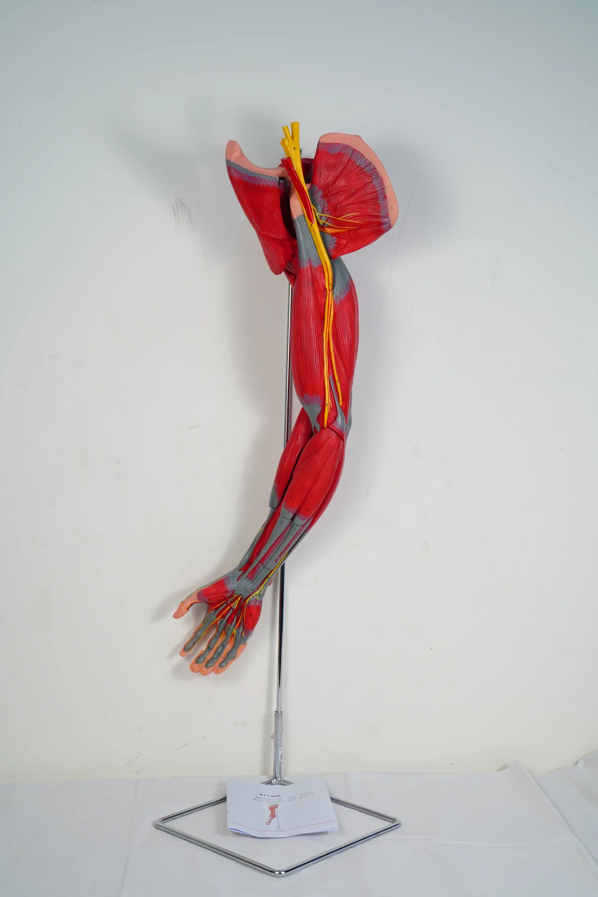 Muscles of Arm With Main Vessels and Nerves