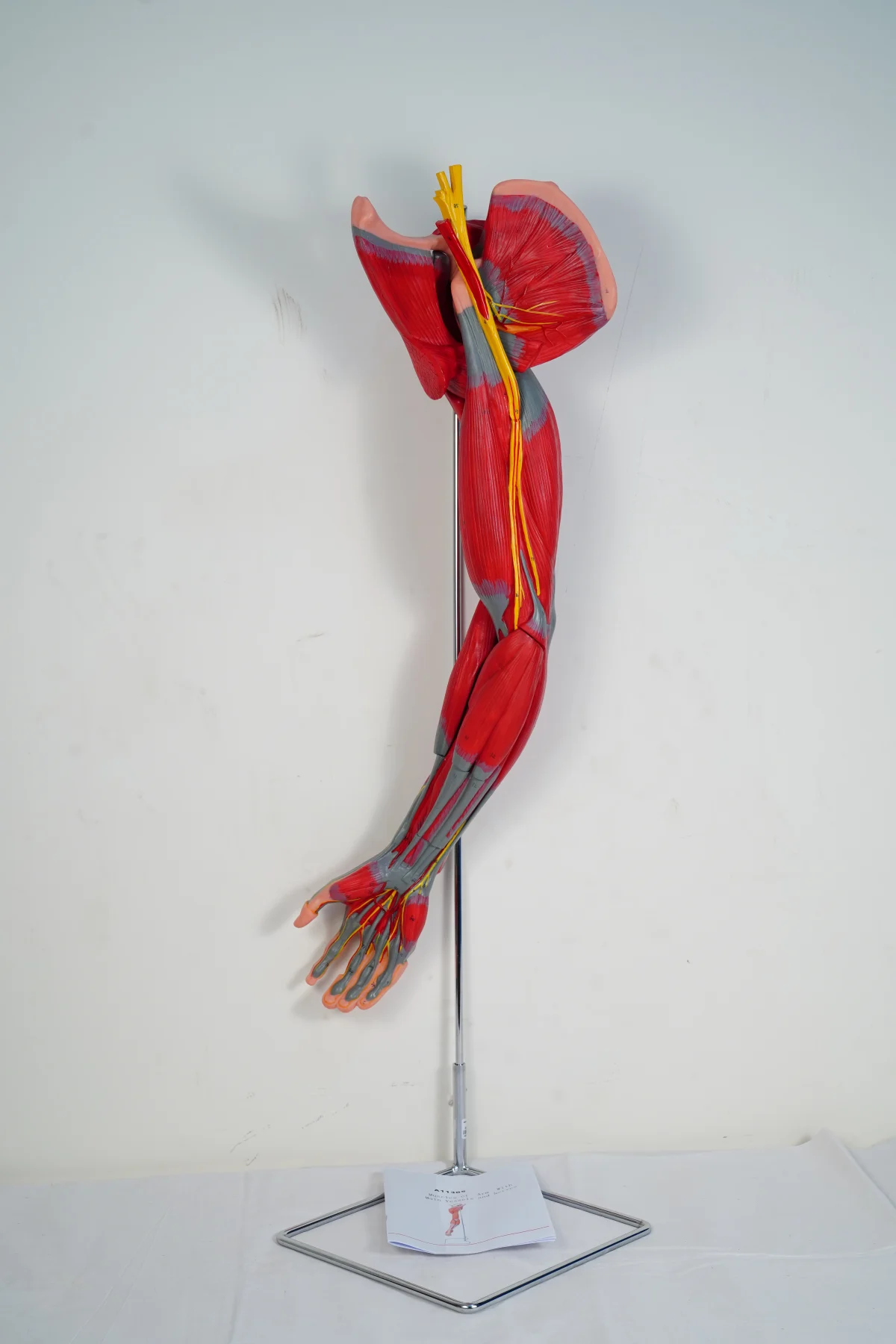 Muscles of Arm With Main Vessels and Nerves thumbnail 2