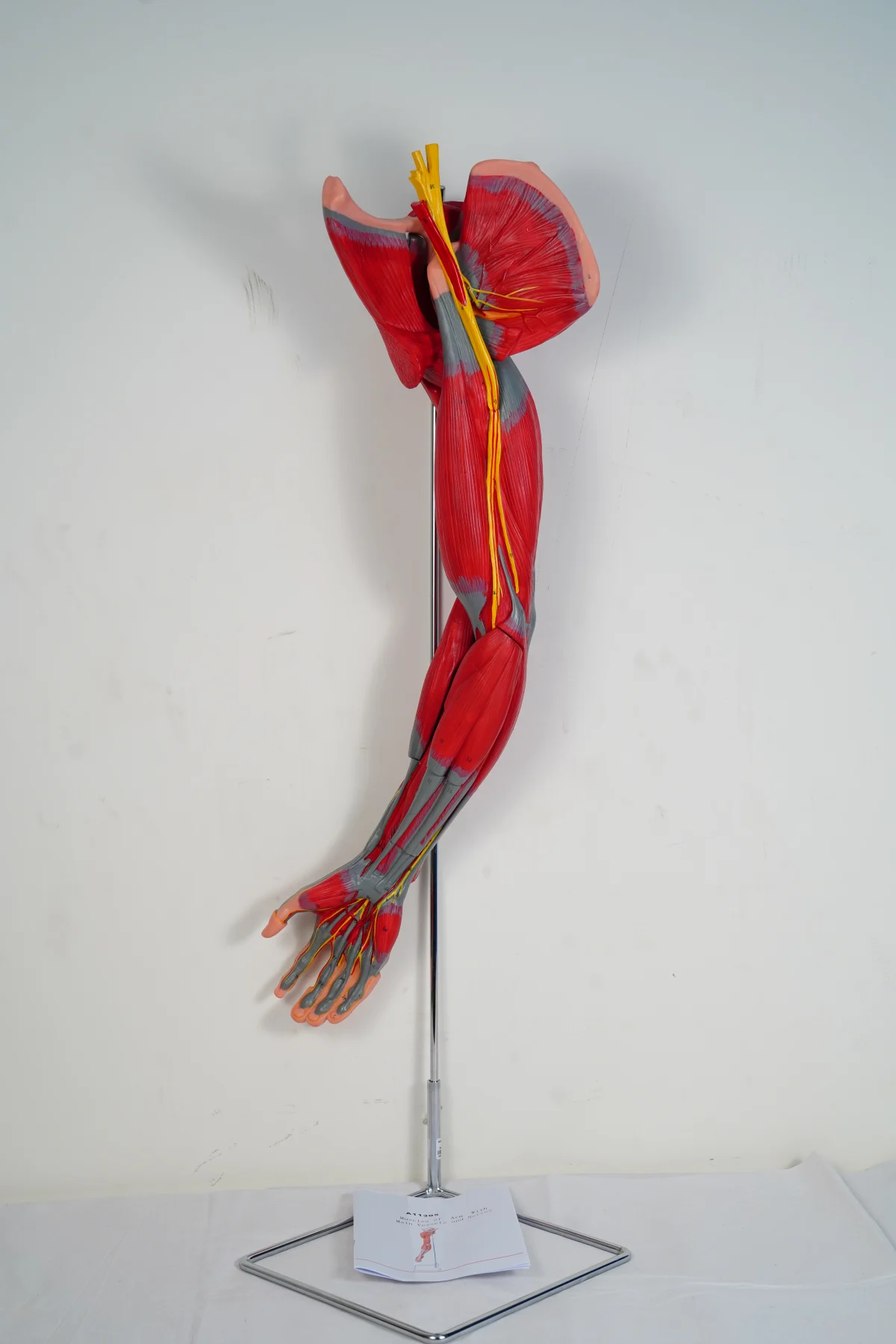 Muscles of Arm With Main Vessels and Nerves thumbnail 3