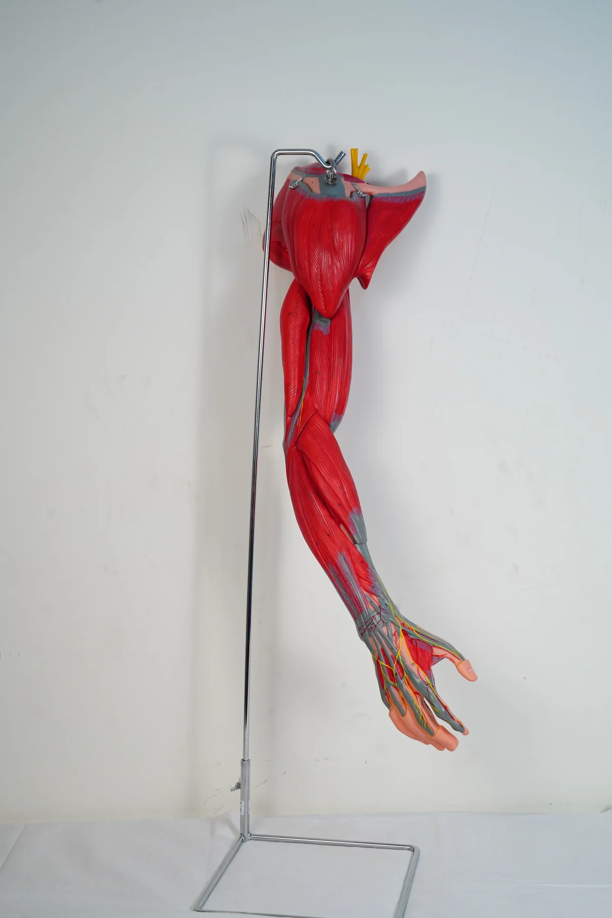 Muscles of Arm With Main Vessels and Nerves thumbnail 4