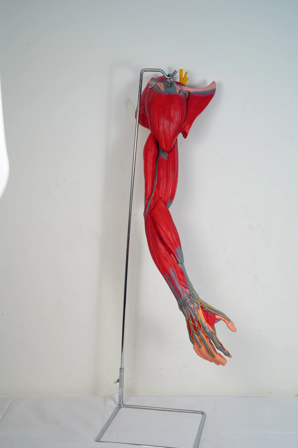 Muscles of Arm With Main Vessels and Nerves thumbnail 5