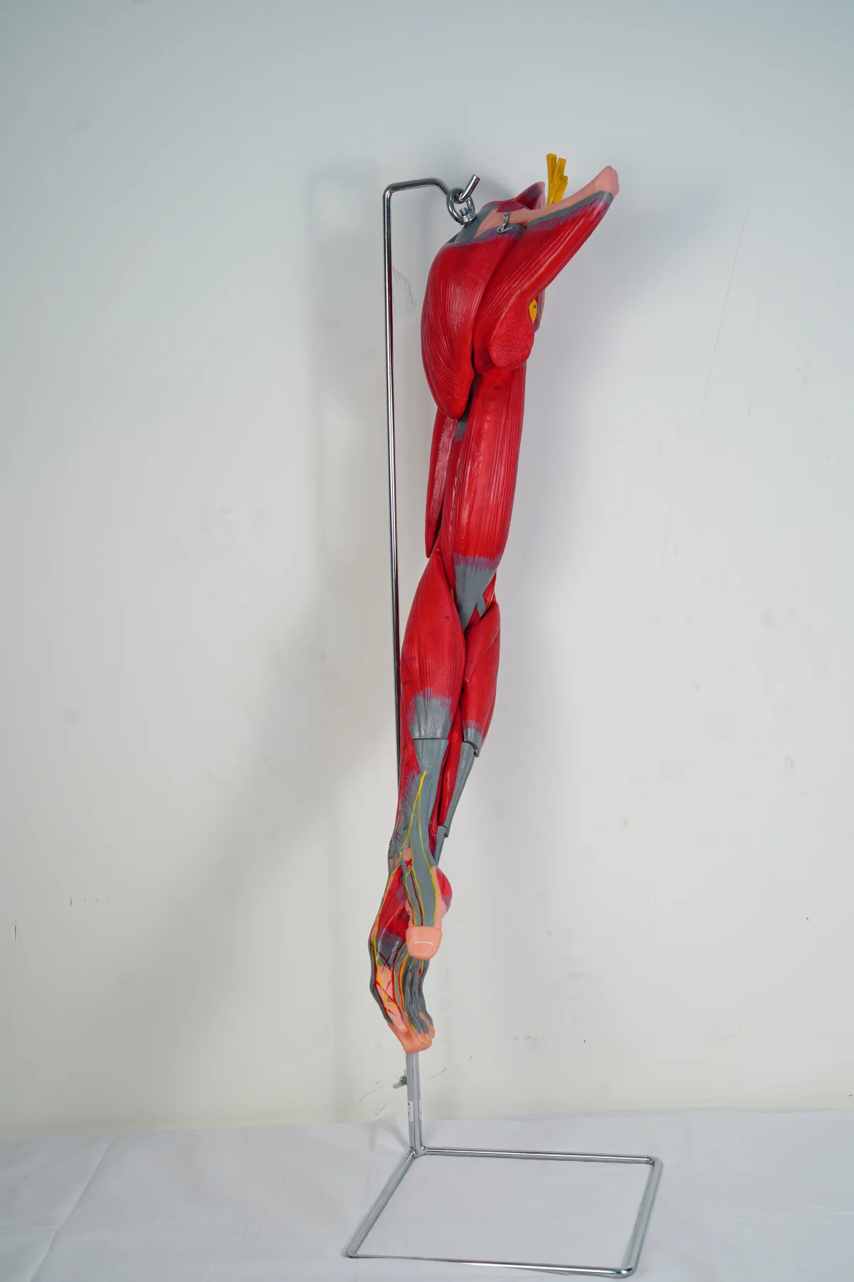 Muscles of Arm With Main Vessels and Nerves thumbnail 6
