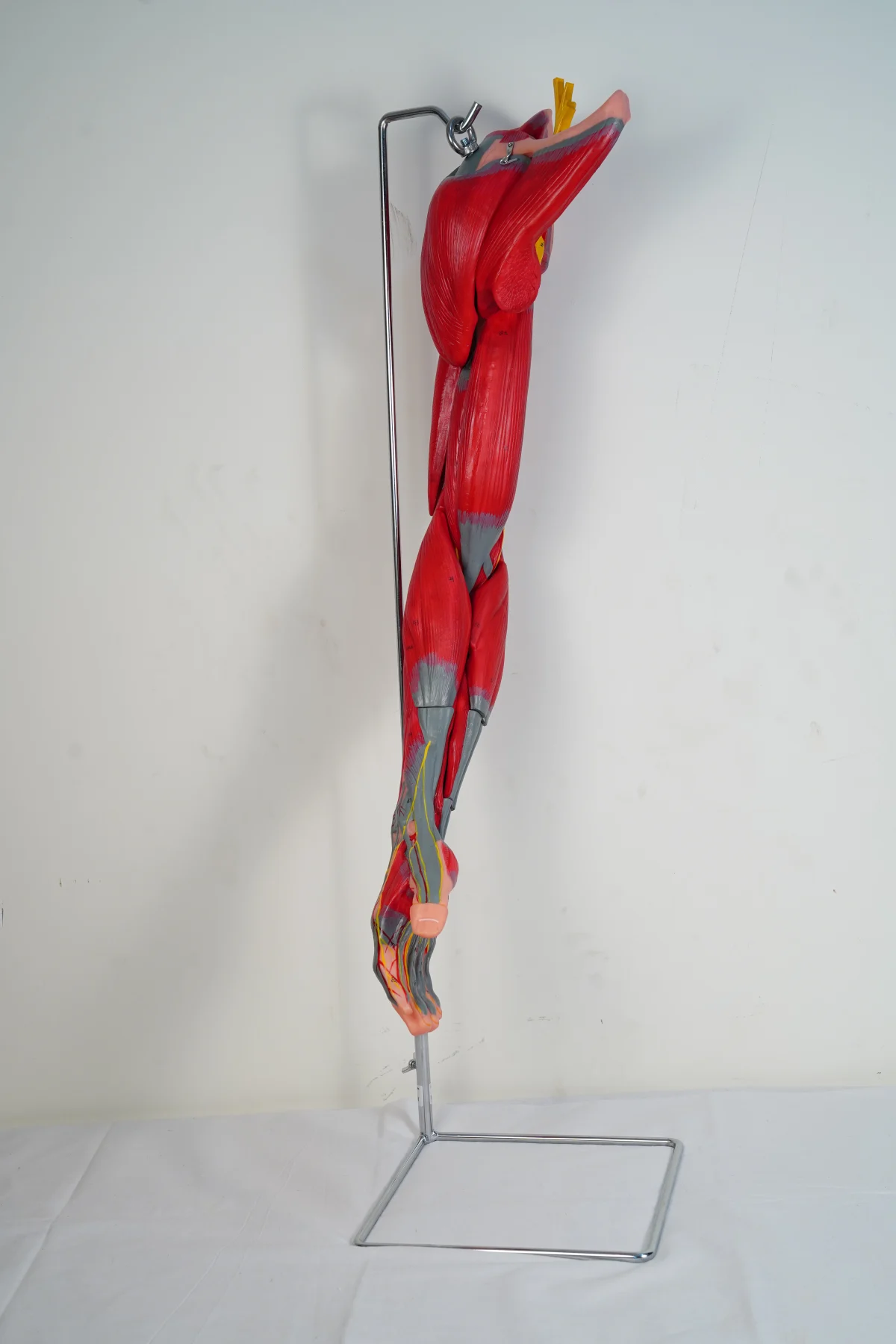 Muscles of Arm With Main Vessels and Nerves thumbnail 7