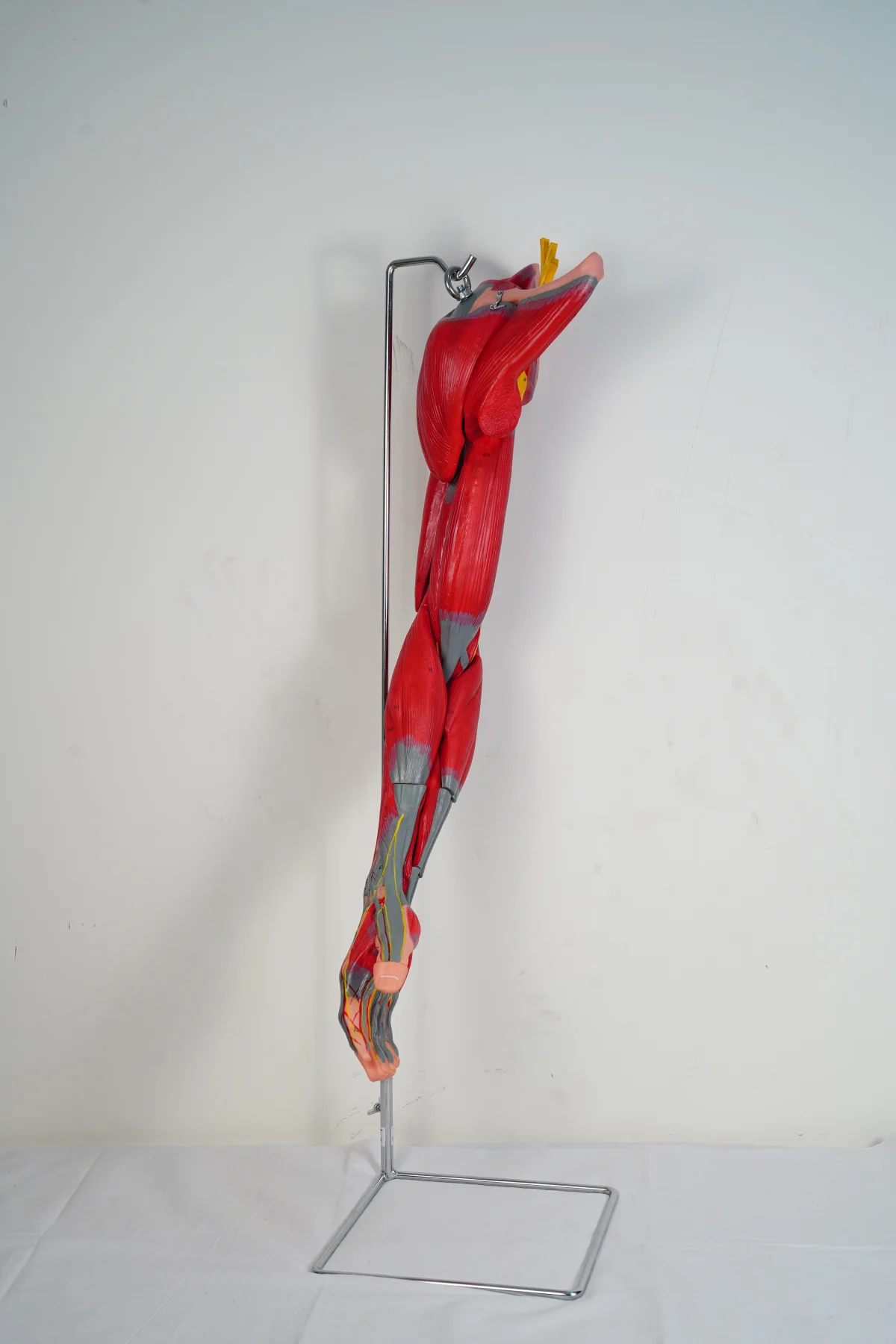 Muscles of Arm With Main Vessels and Nerves thumbnail 8