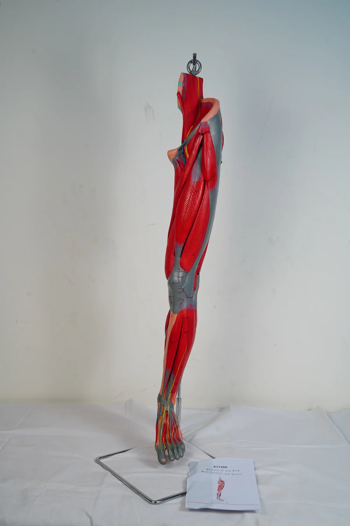 Muscles of Leg With Main Vessels and Nerves thumbnail 6