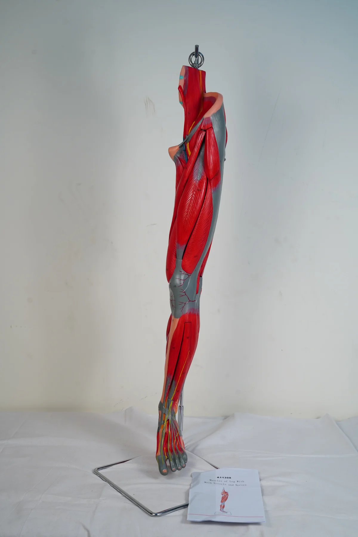 Muscles of Leg With Main Vessels and Nerves thumbnail 2