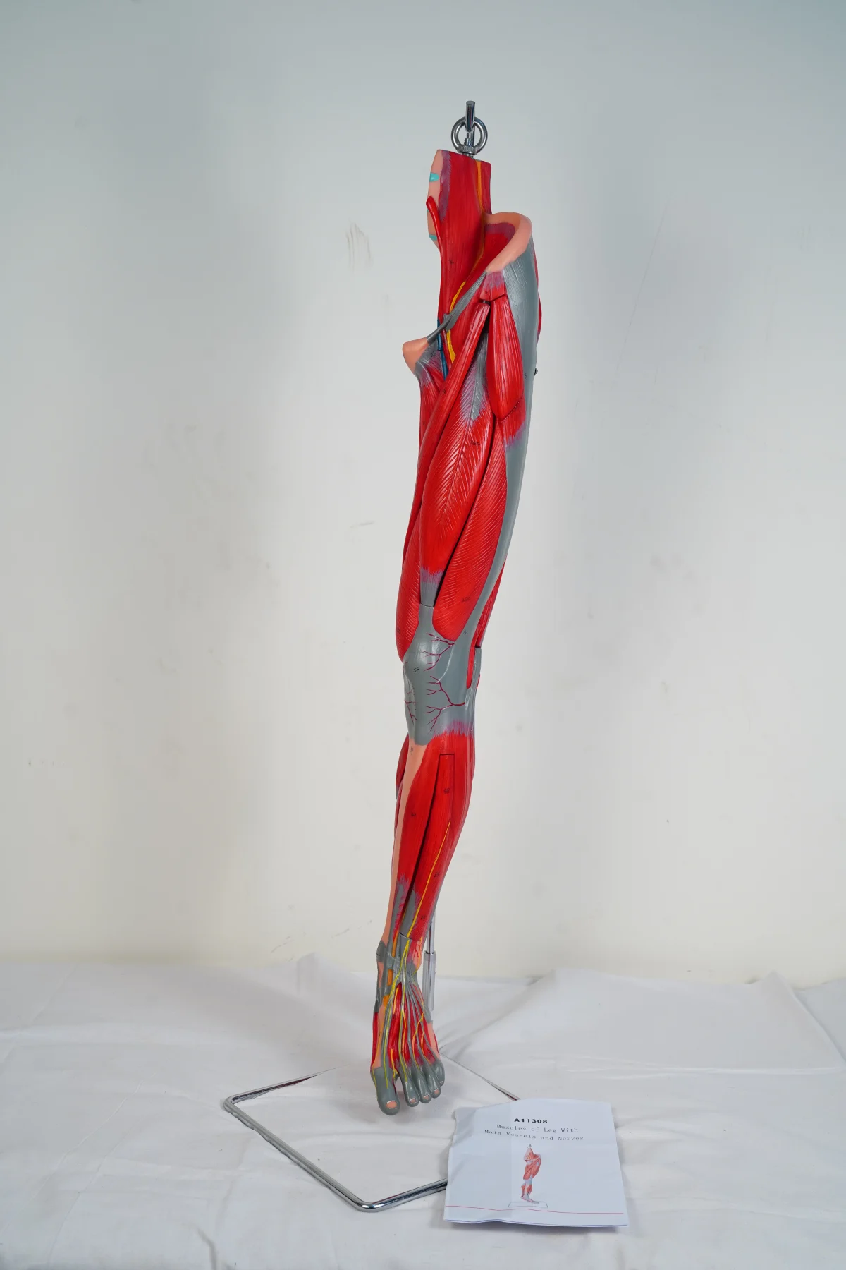 Muscles of Leg With Main Vessels and Nerves thumbnail 3
