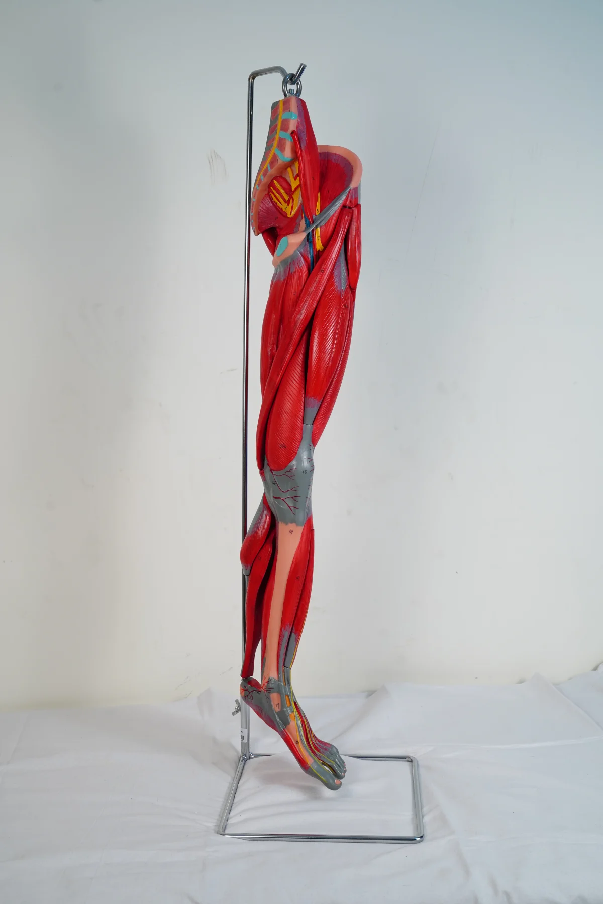 Muscles of Leg With Main Vessels and Nerves thumbnail 4