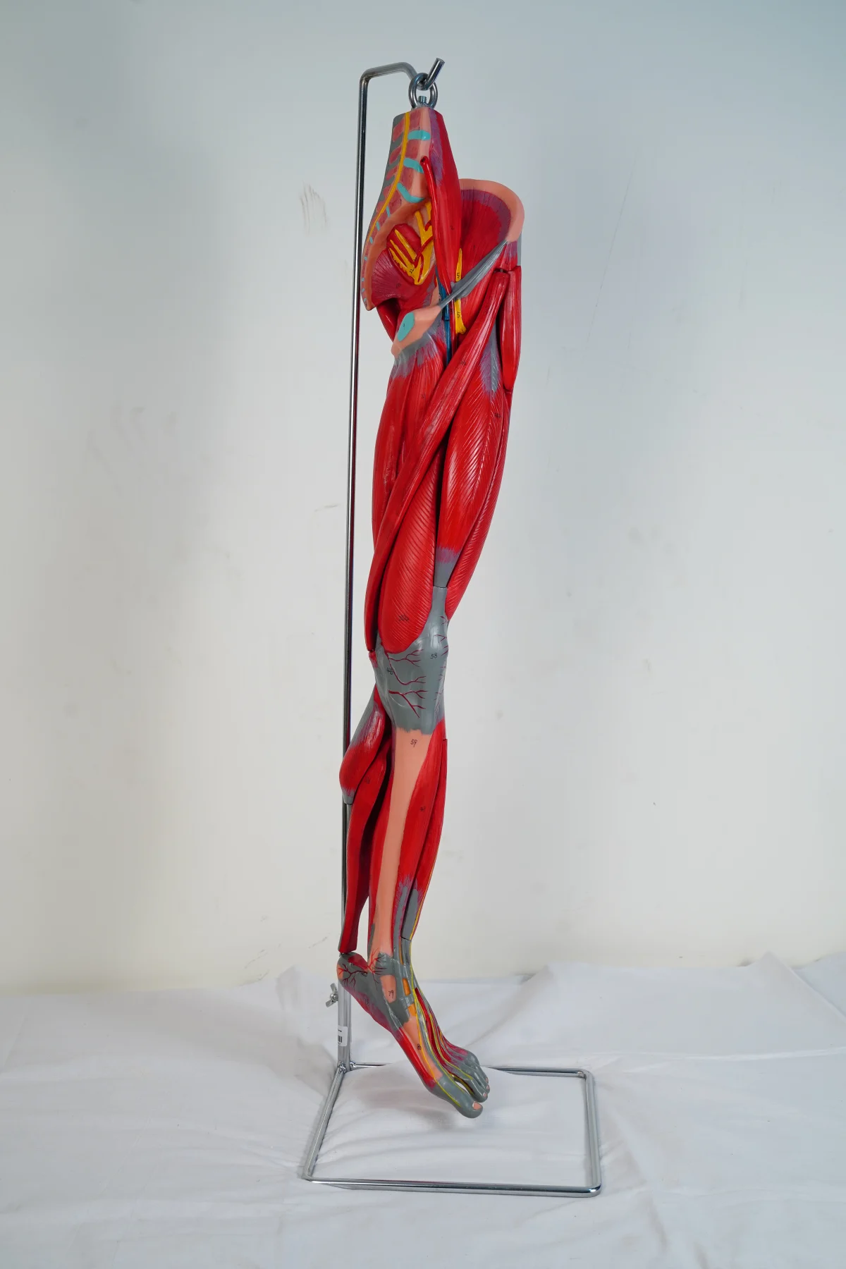 Muscles of Leg With Main Vessels and Nerves thumbnail 5