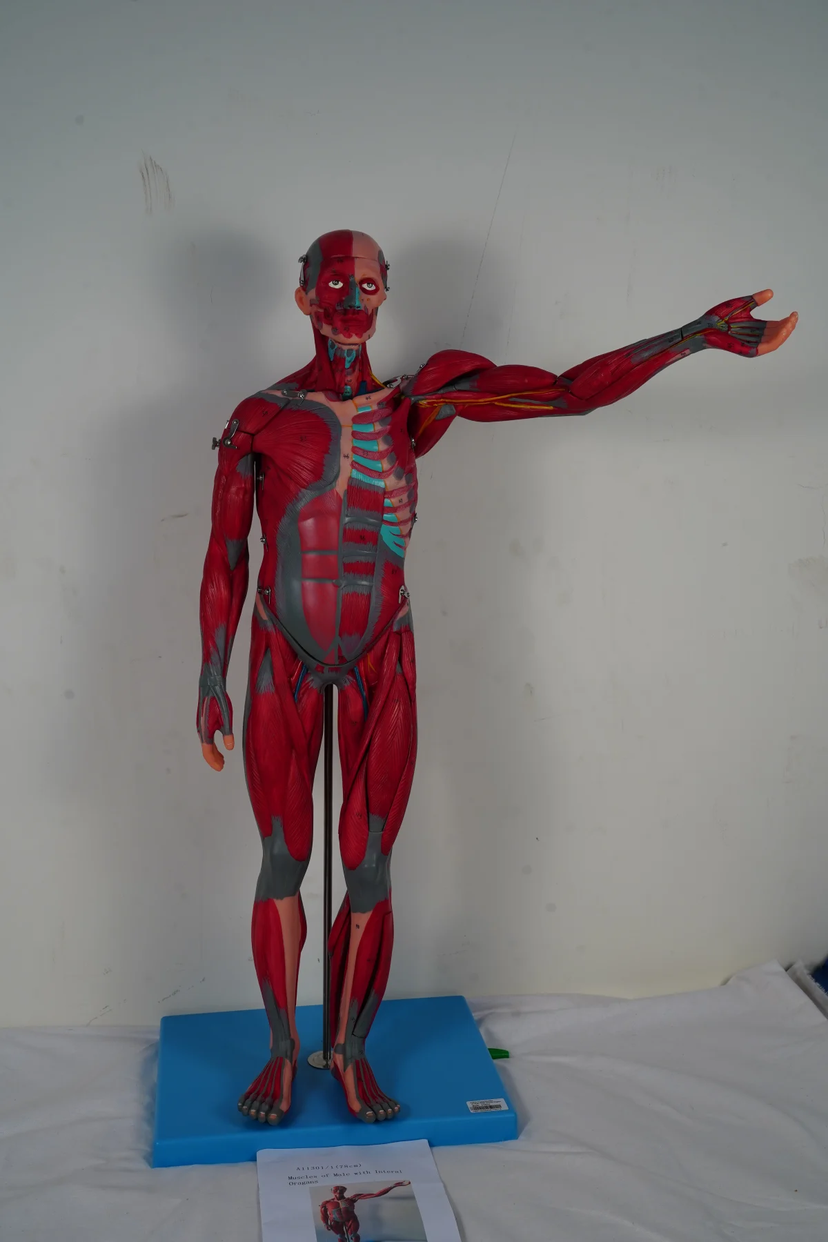 Muscles of Male With Internal Organs 78 cm thumbnail 10