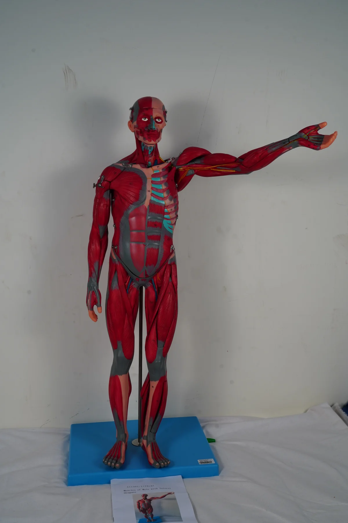 Muscles of Male With Internal Organs 78 cm