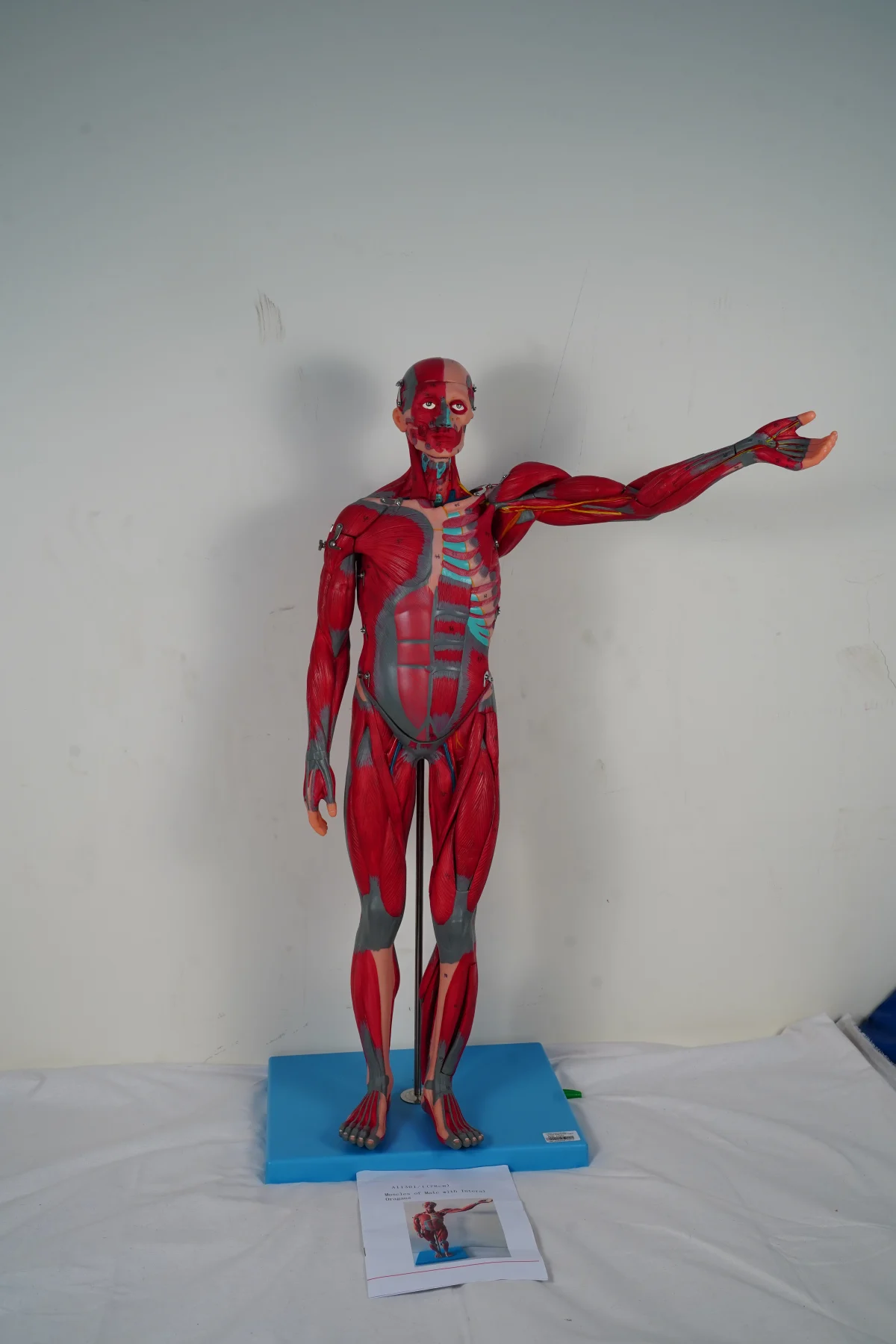 Muscles of Male With Internal Organs 78 cm thumbnail 2