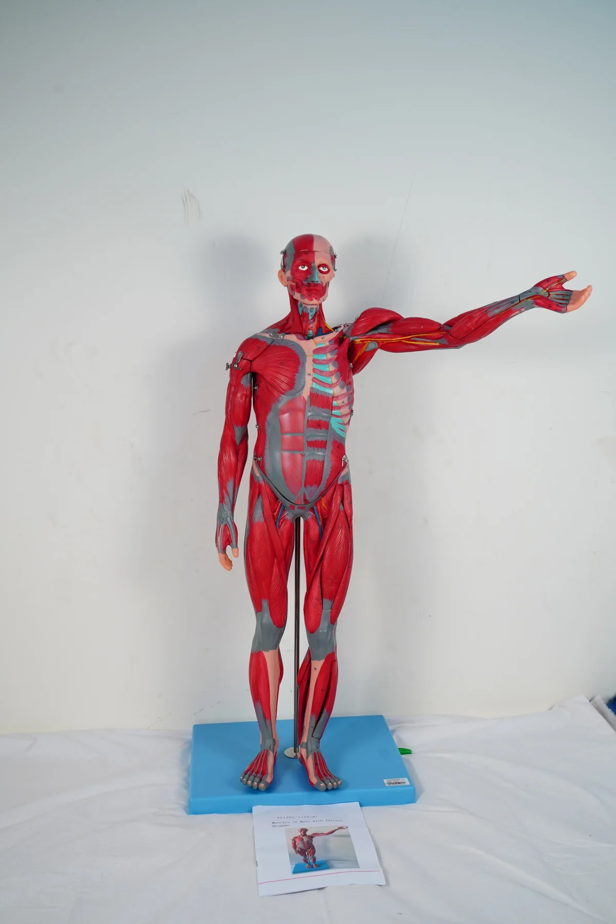 Muscles of Male With Internal Organs 78 cm thumbnail 3