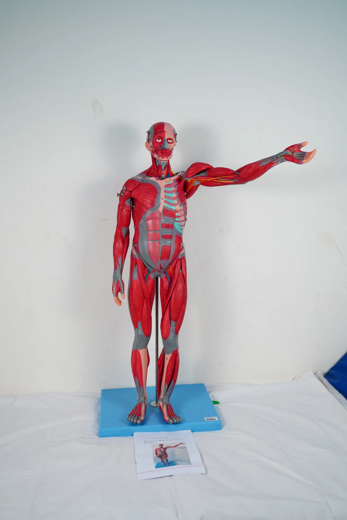 Muscles of Male With Internal Organs 78 cm thumbnail 4