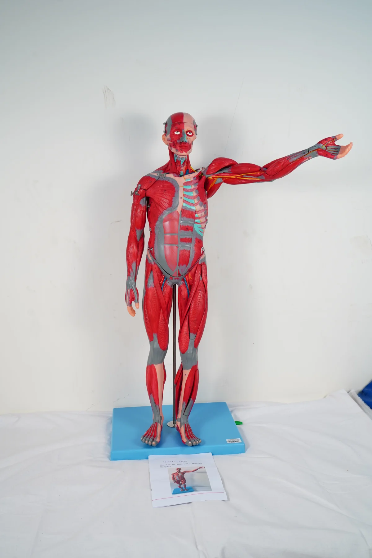 Muscles of Male With Internal Organs 78 cm thumbnail 5