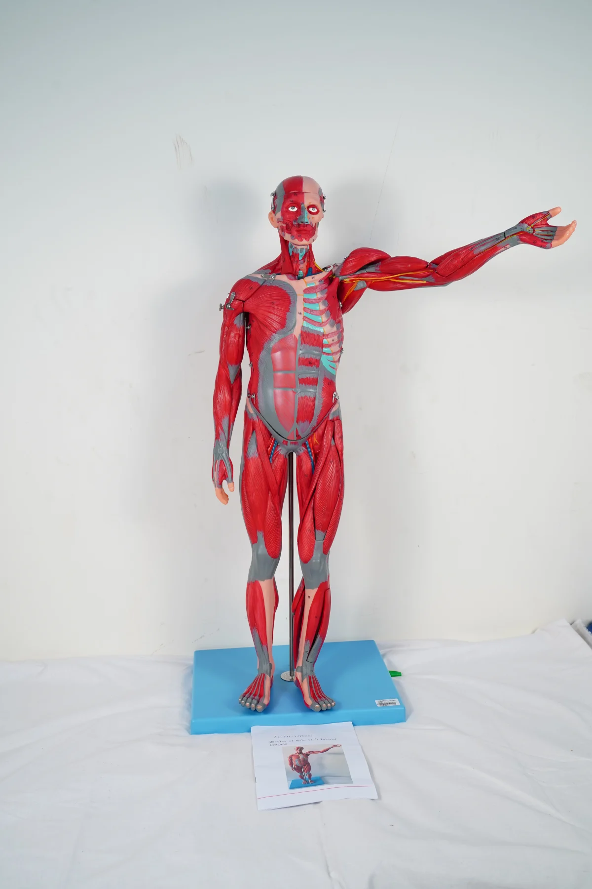 Muscles of Male With Internal Organs 78 cm thumbnail 6
