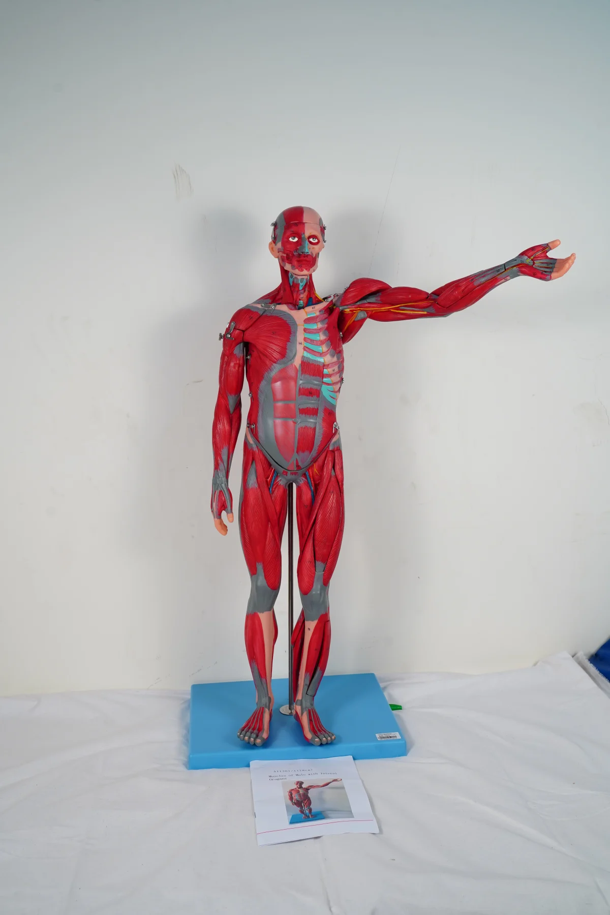 Muscles of Male With Internal Organs 78 cm thumbnail 7