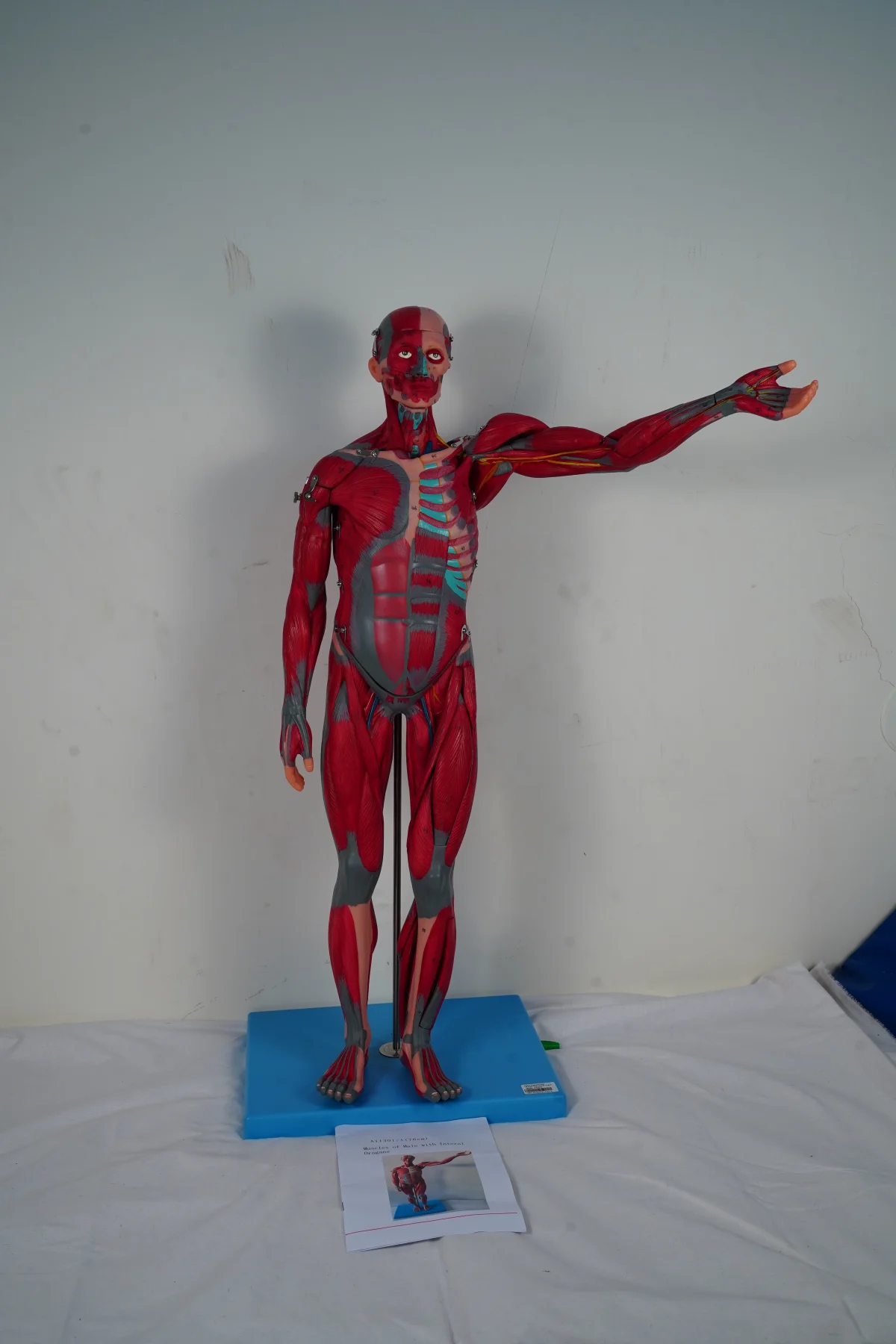 Muscles of Male With Internal Organs 78 cm thumbnail 8