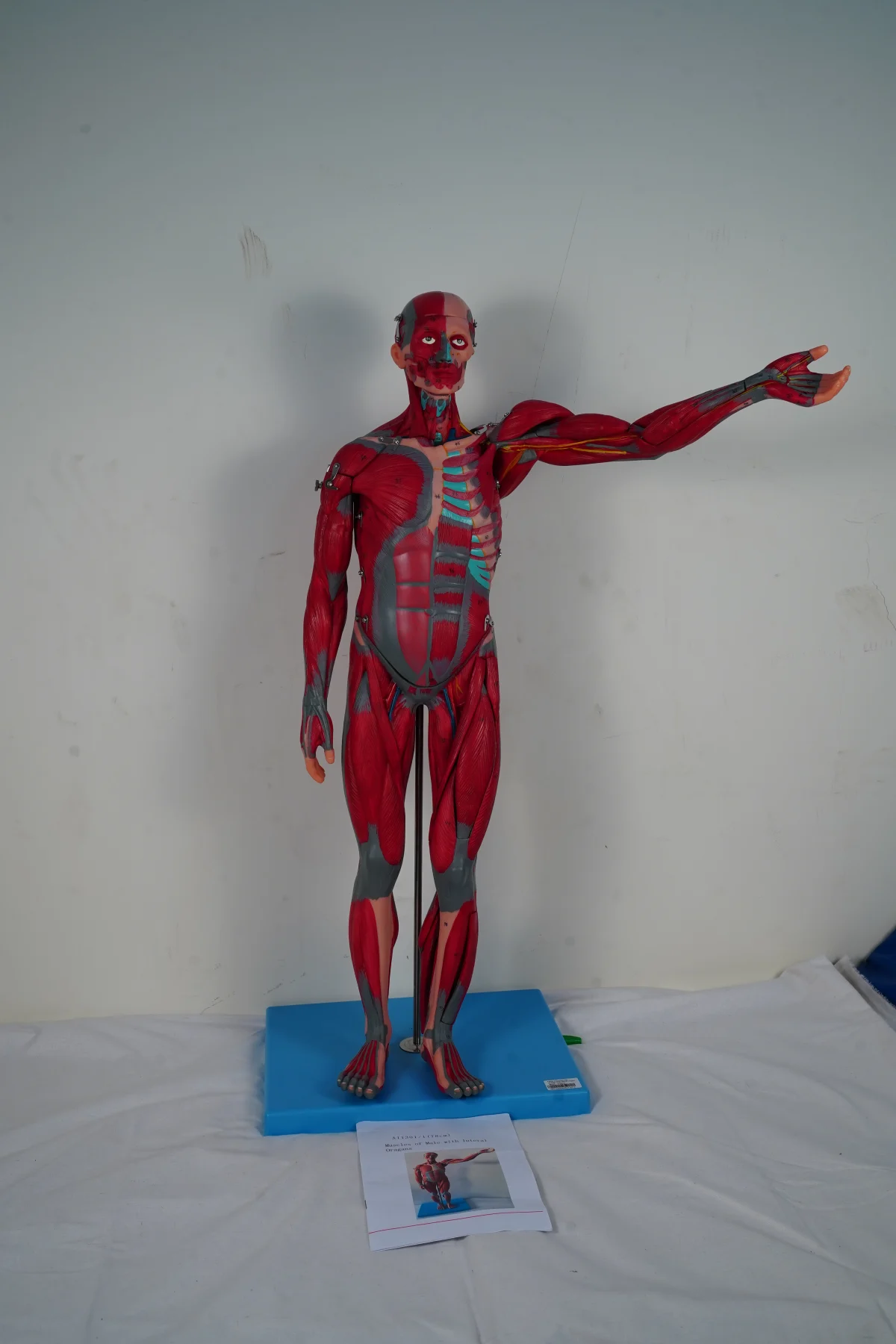 Muscles of Male With Internal Organs 78 cm thumbnail 9
