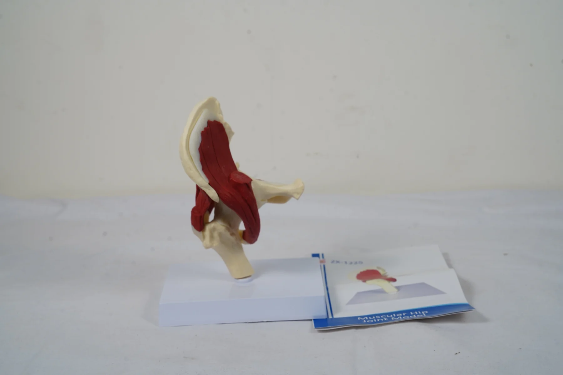Muscular Hip Joint Model thumbnail 4
