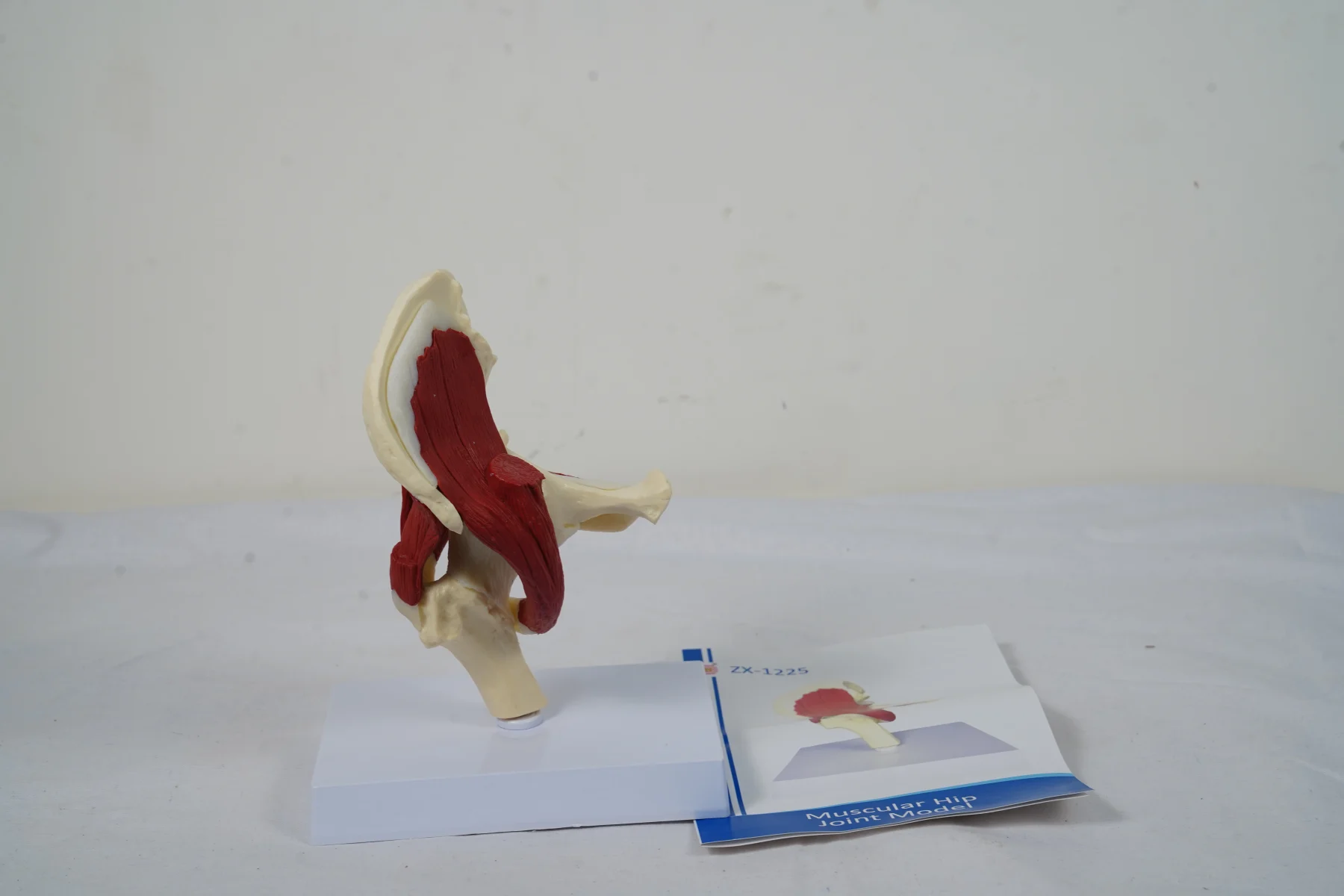 Muscular Hip Joint Model