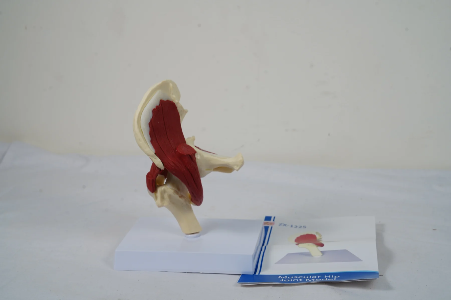 Muscular Hip Joint Model thumbnail 2