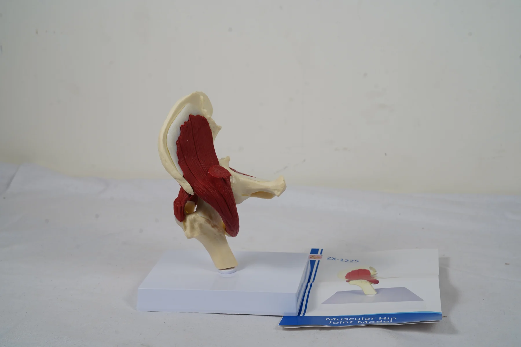 Muscular Hip Joint Model thumbnail 3
