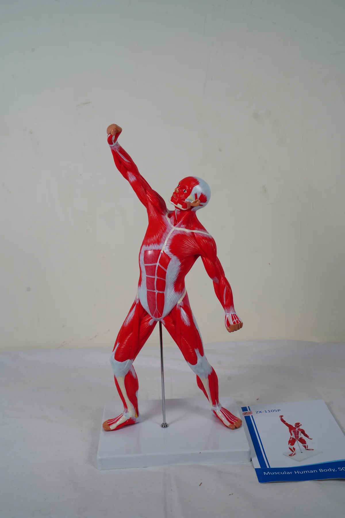 Muscular Human Body 50 cm thumbnail 5