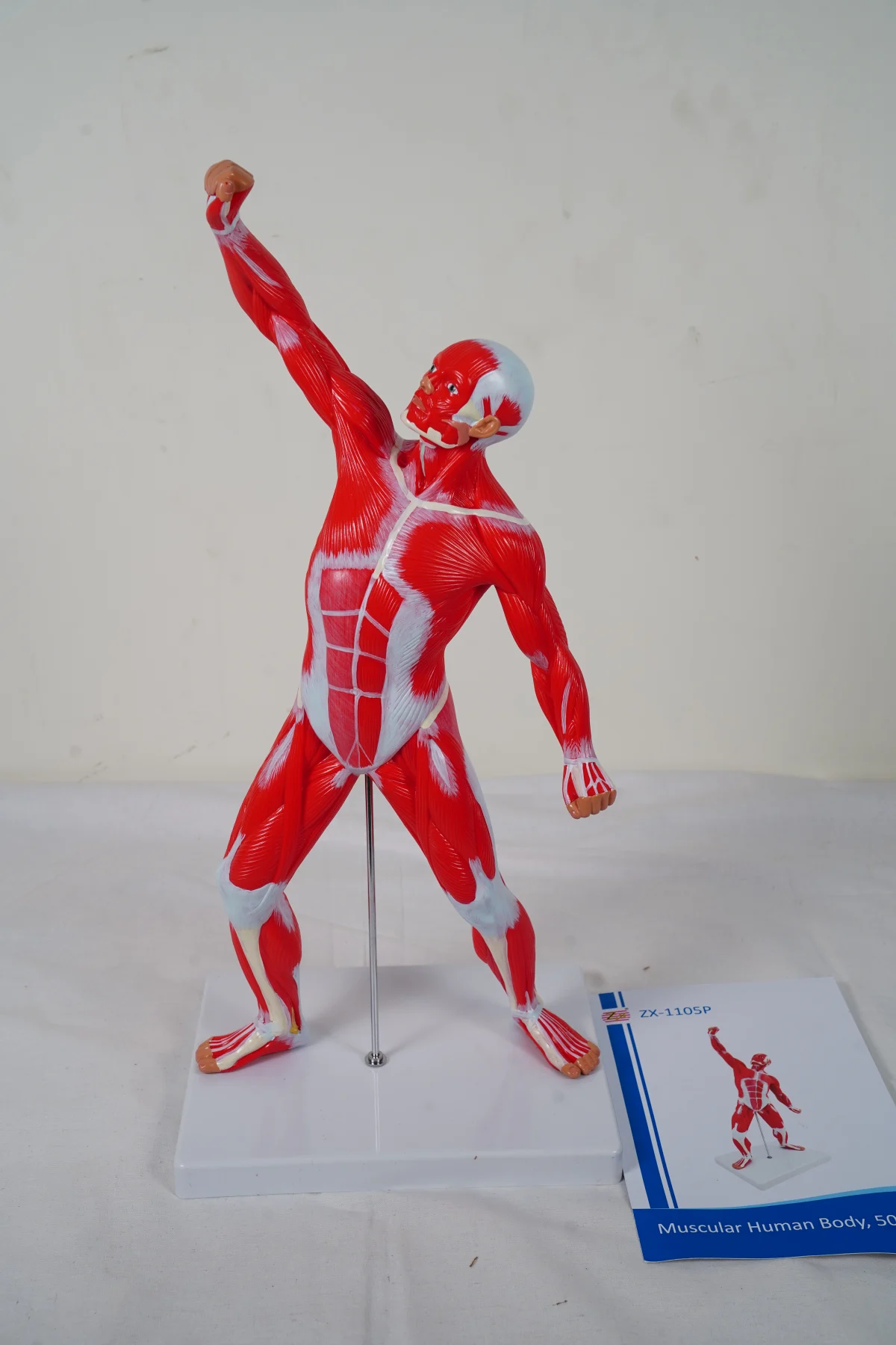 Muscular Human Body 50 cm thumbnail 6